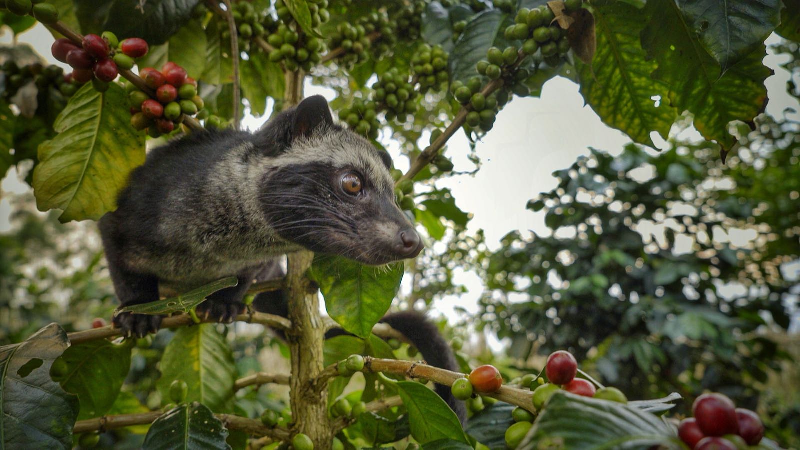 African Palm Civet Wallpapers