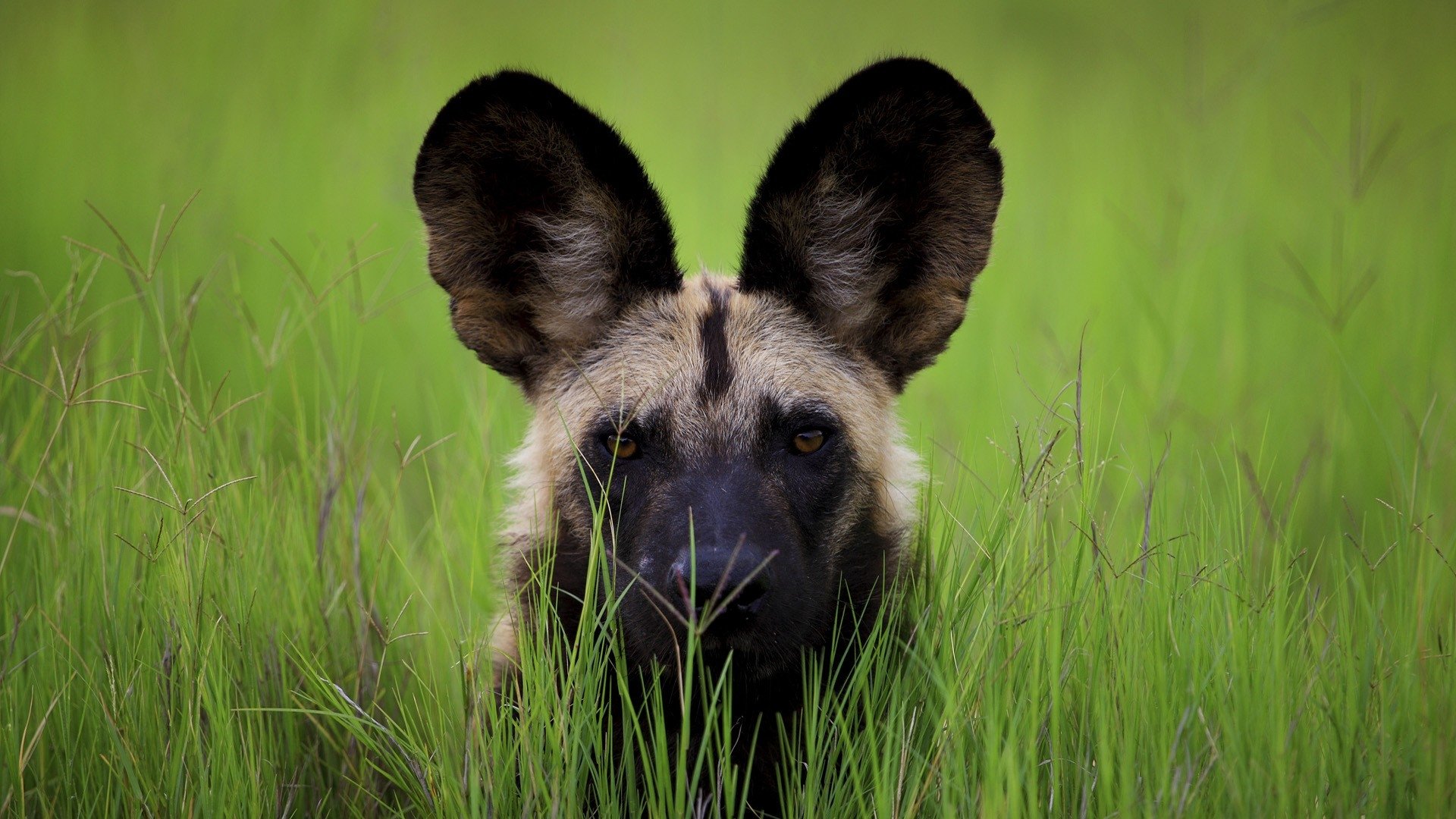 African Wild Dog Wallpapers