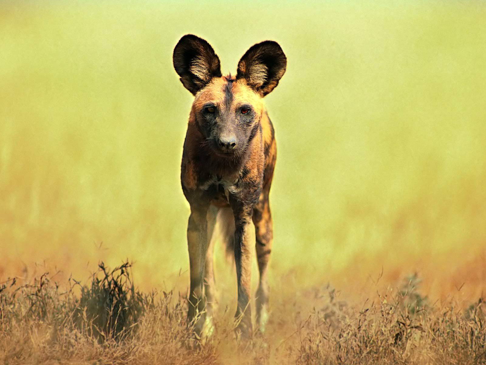 African Wild Dog Wallpapers