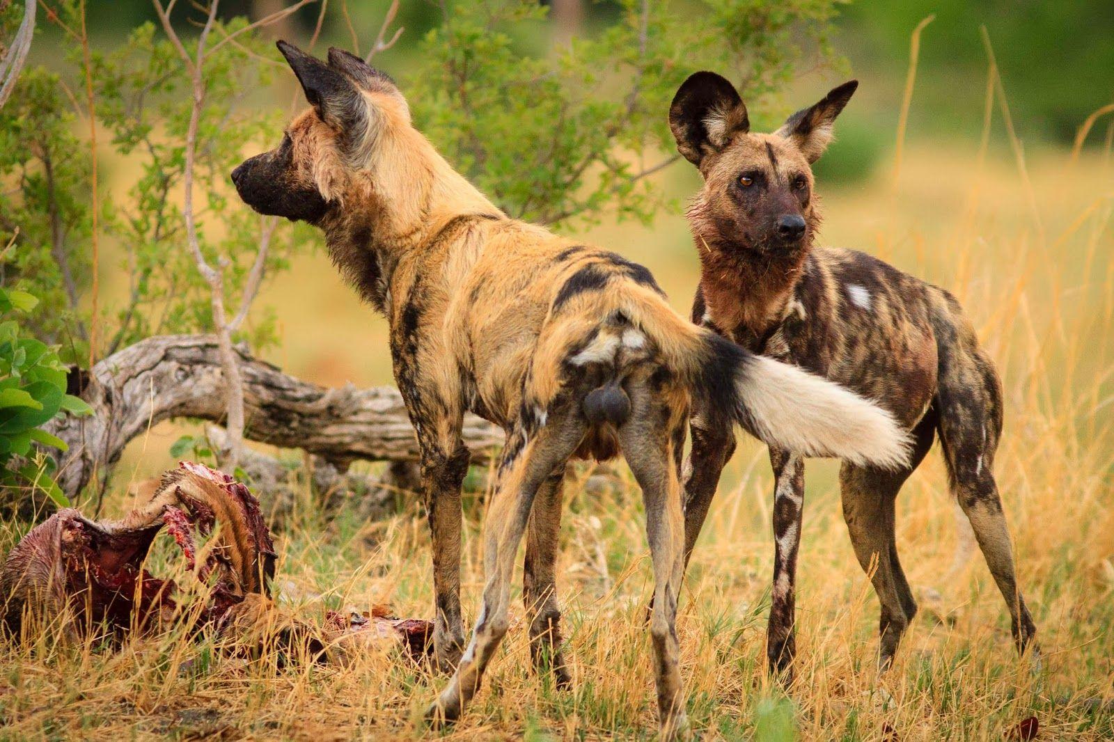 African Wild Dog Wallpapers