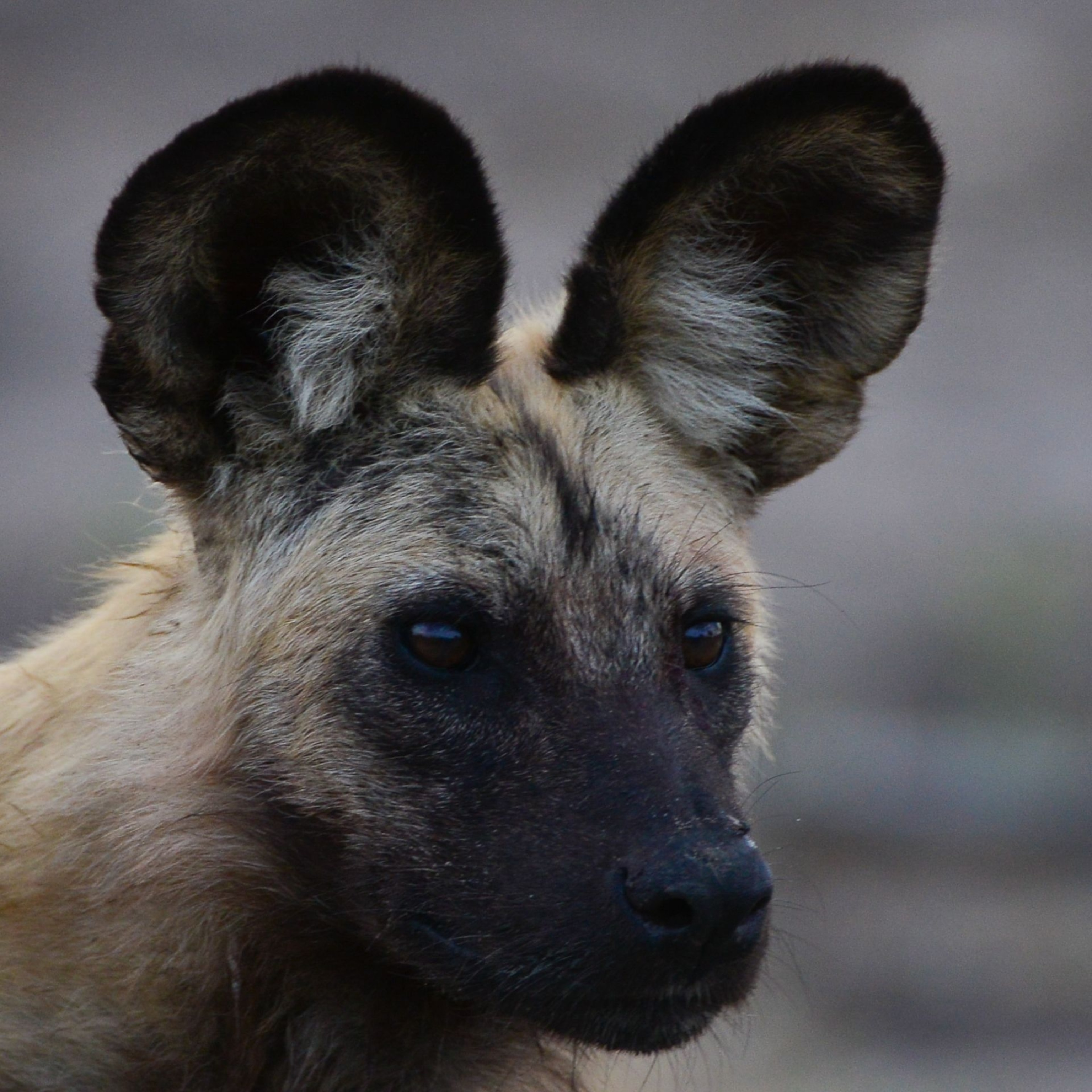 African Wild Dog Wallpapers