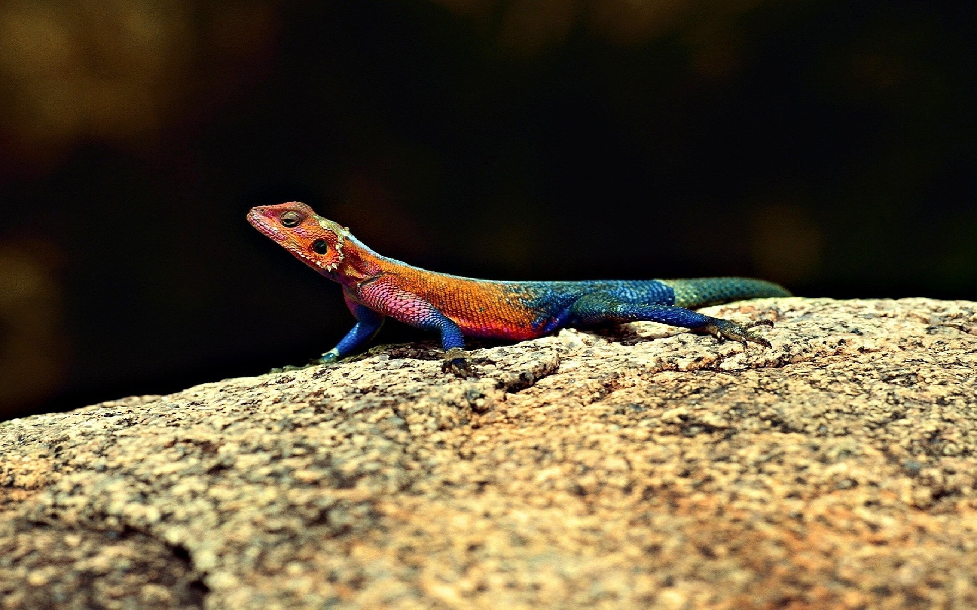 Agama Wallpapers