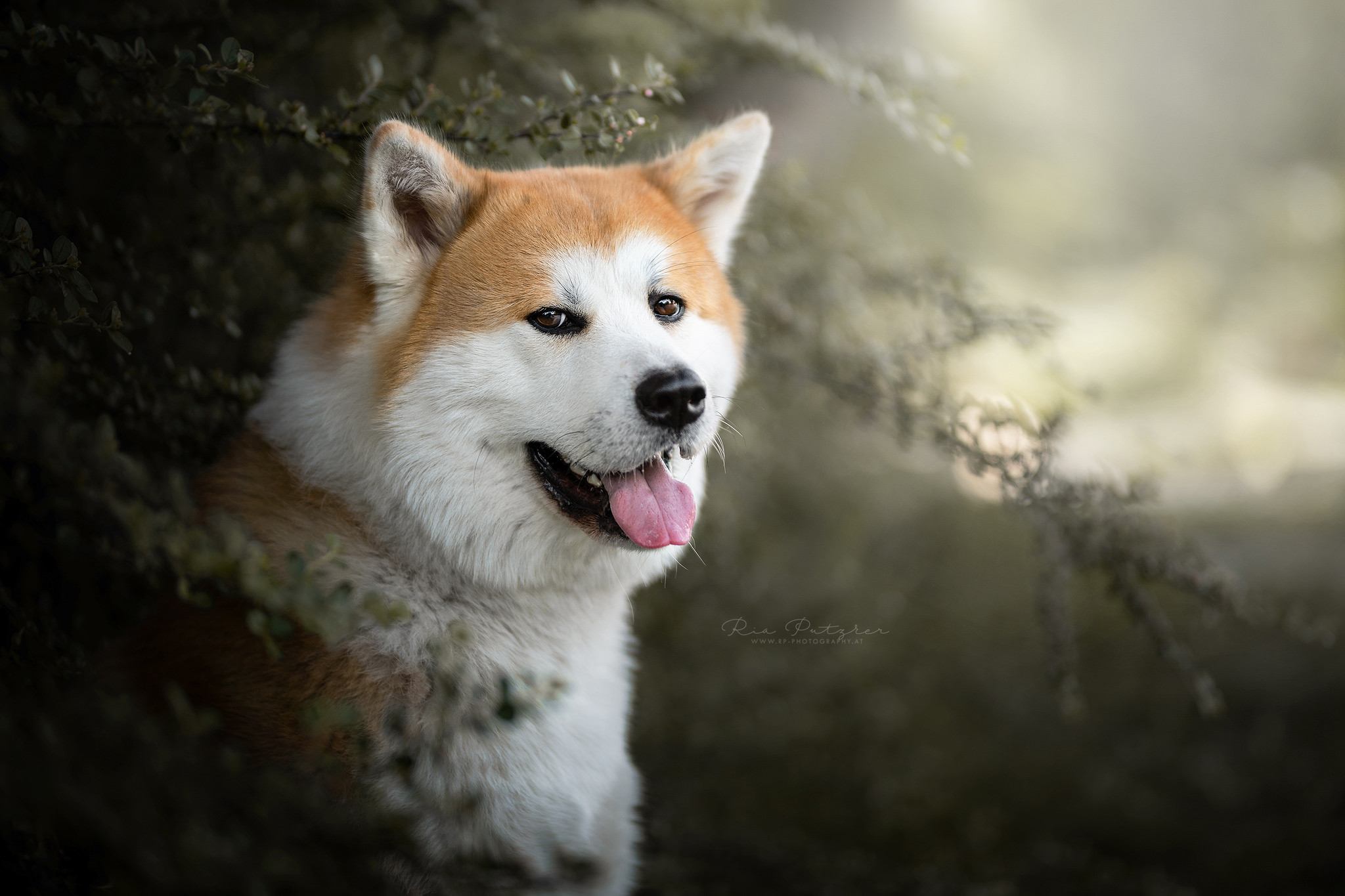 Akita Wallpapers