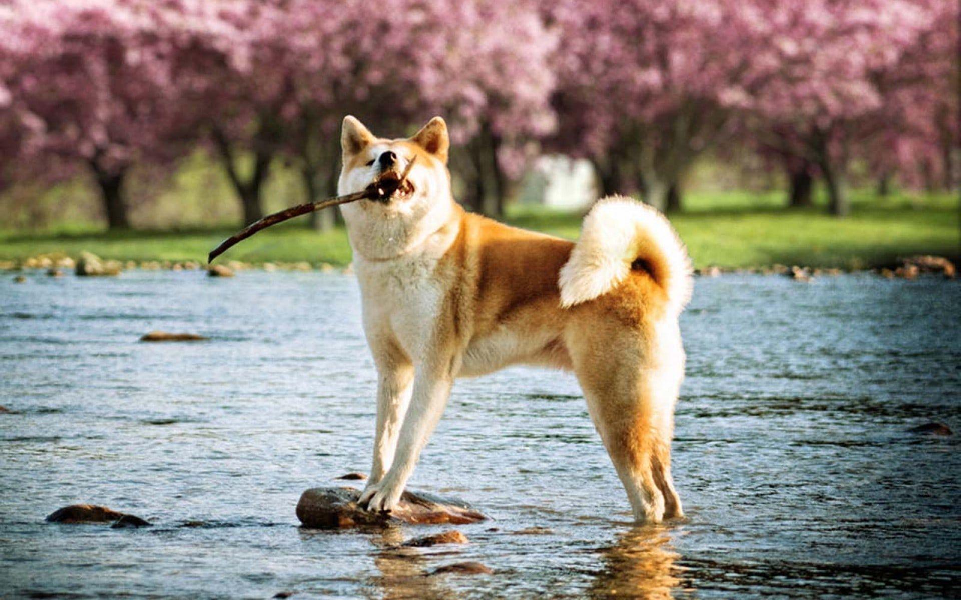 Akita Wallpapers