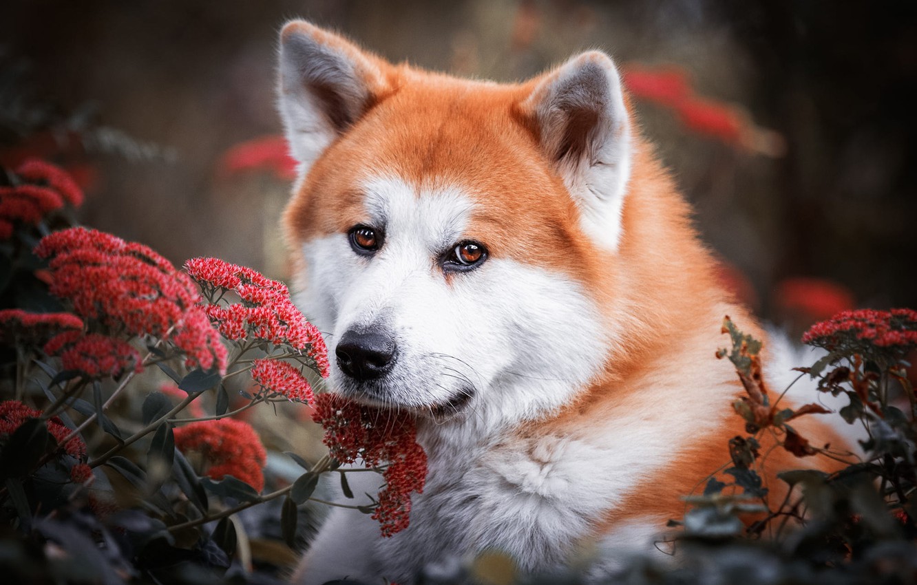 Akita Wallpapers