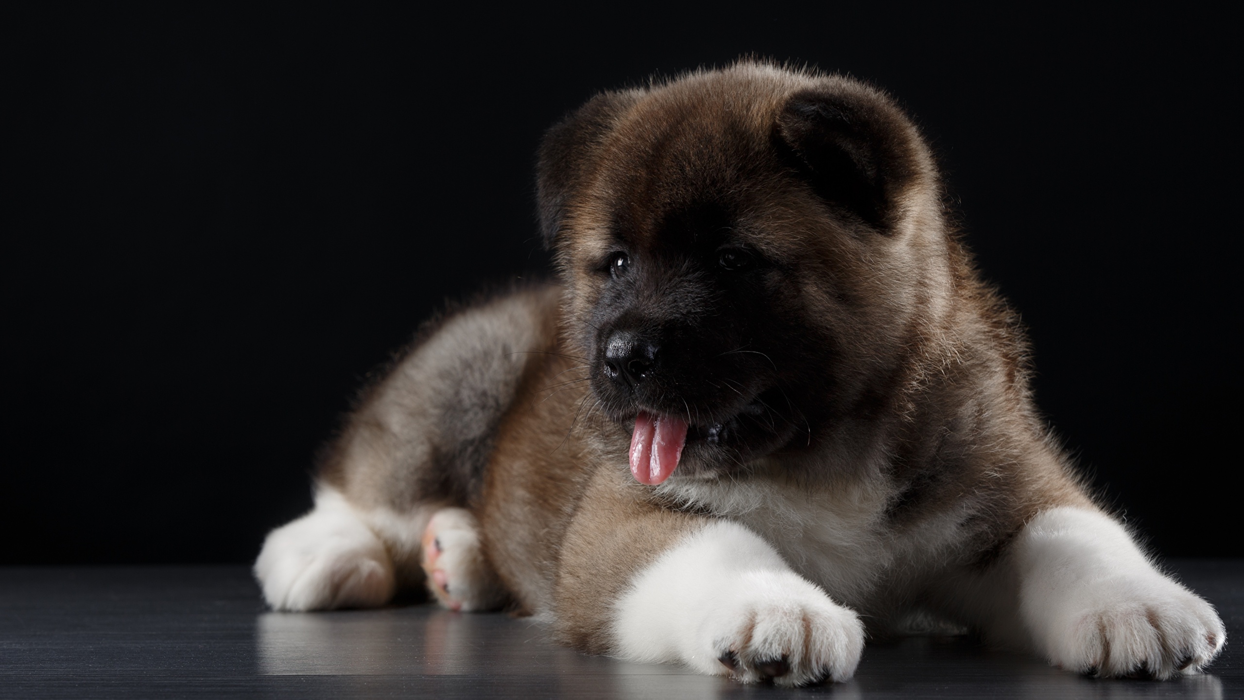 Akita Wallpapers