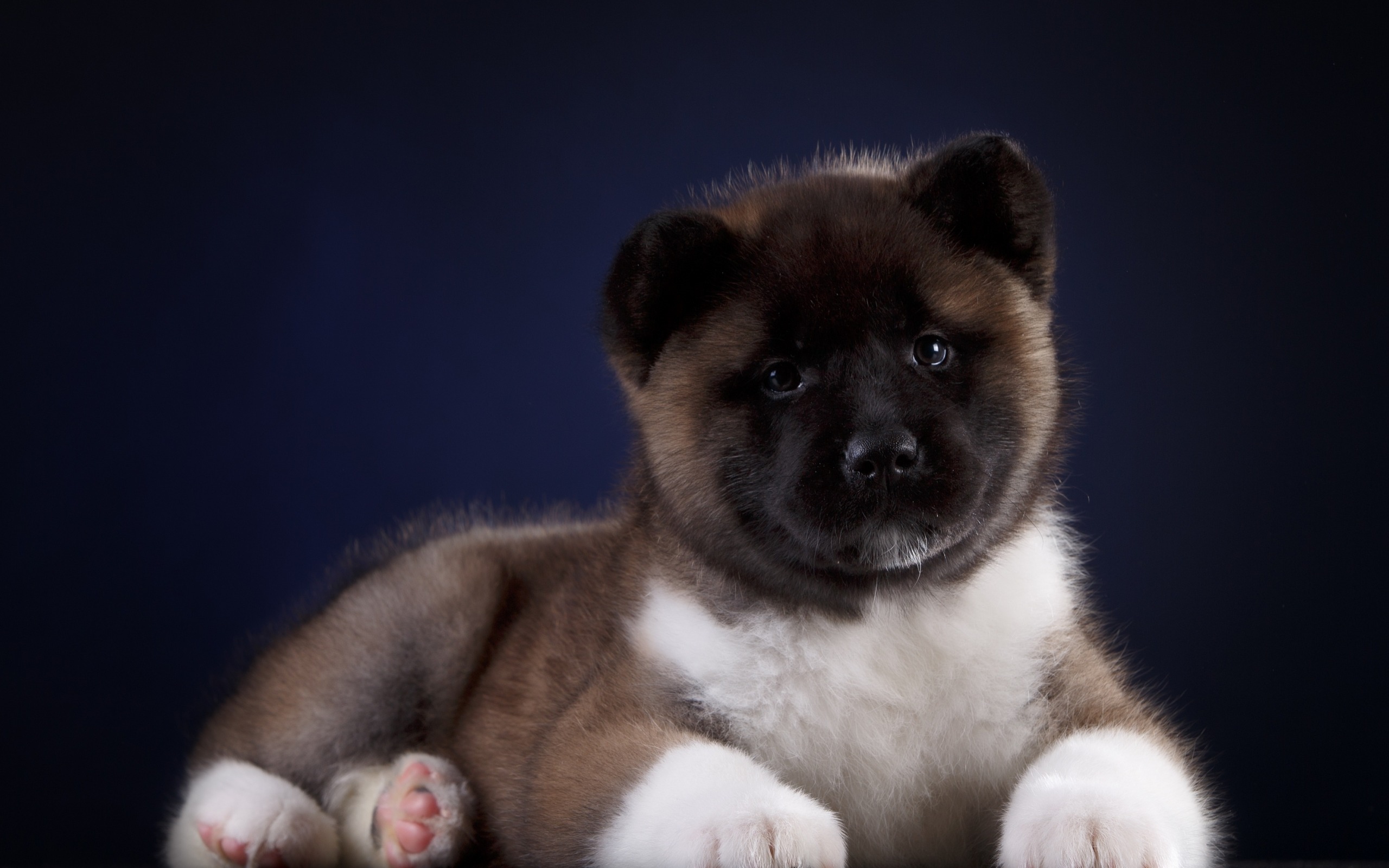 Akita Wallpapers