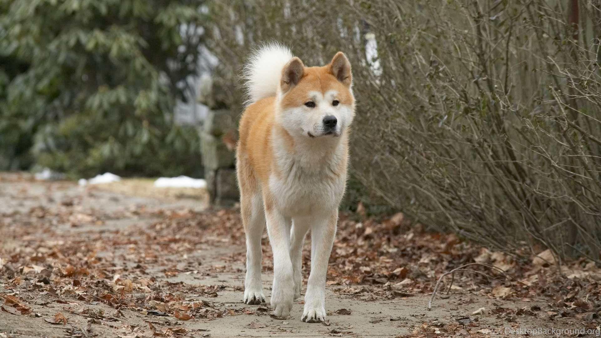 Akita Wallpapers