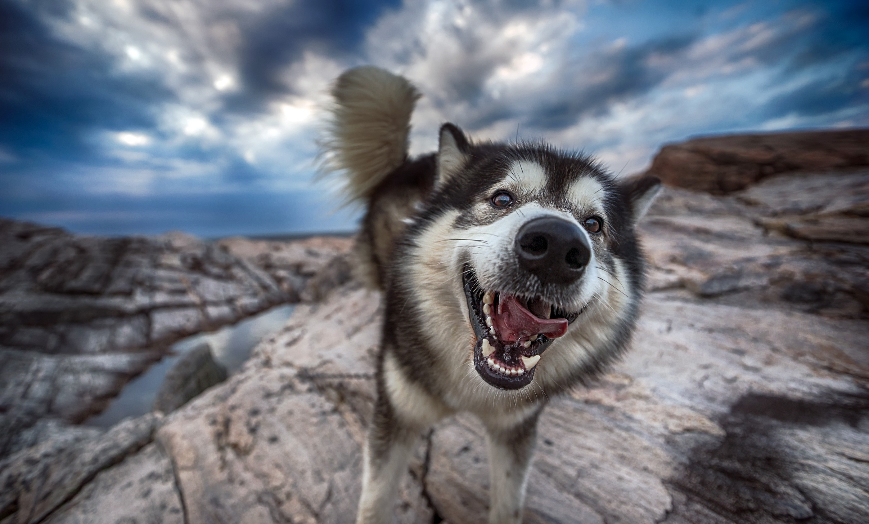 Alaskan Malamute Wallpapers