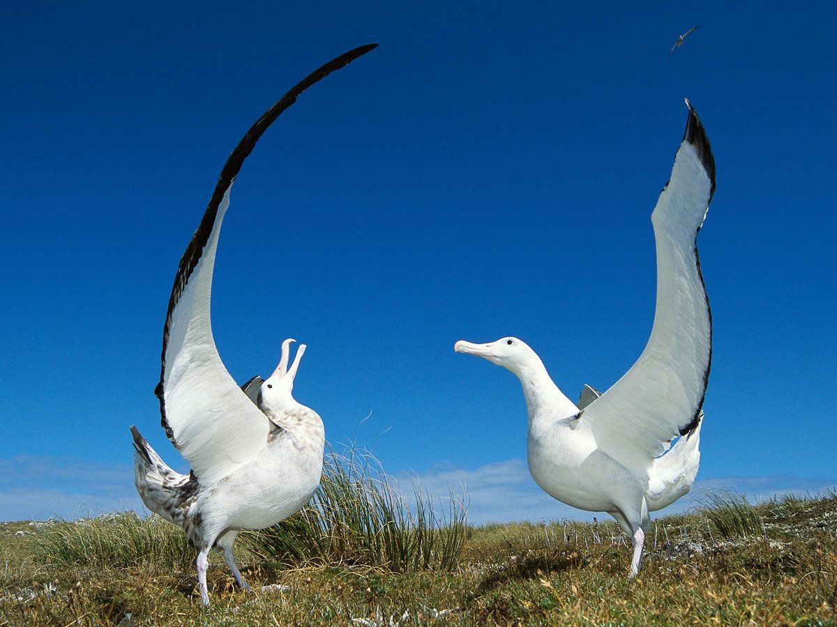 Albatross Wallpapers