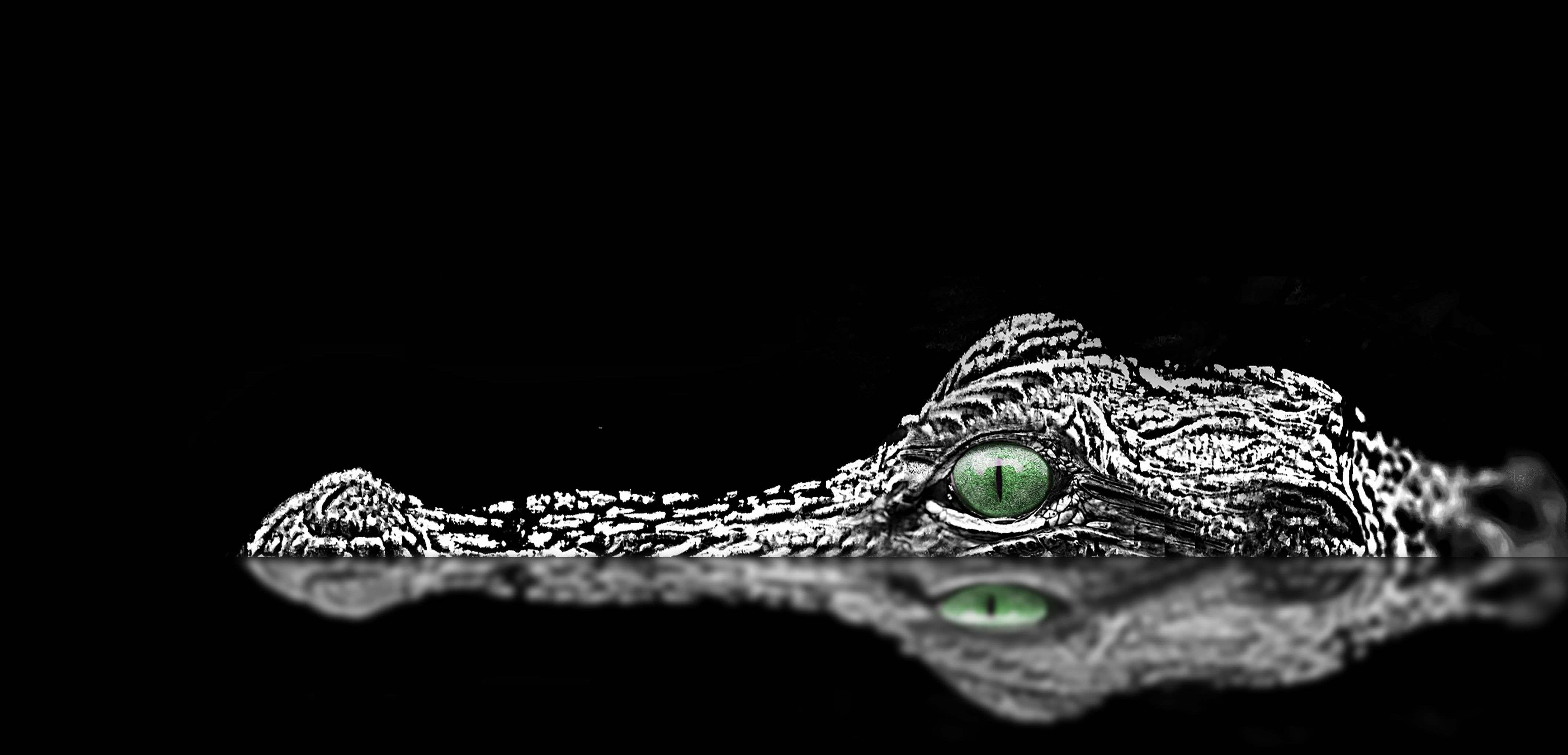 Alligator Wallpapers