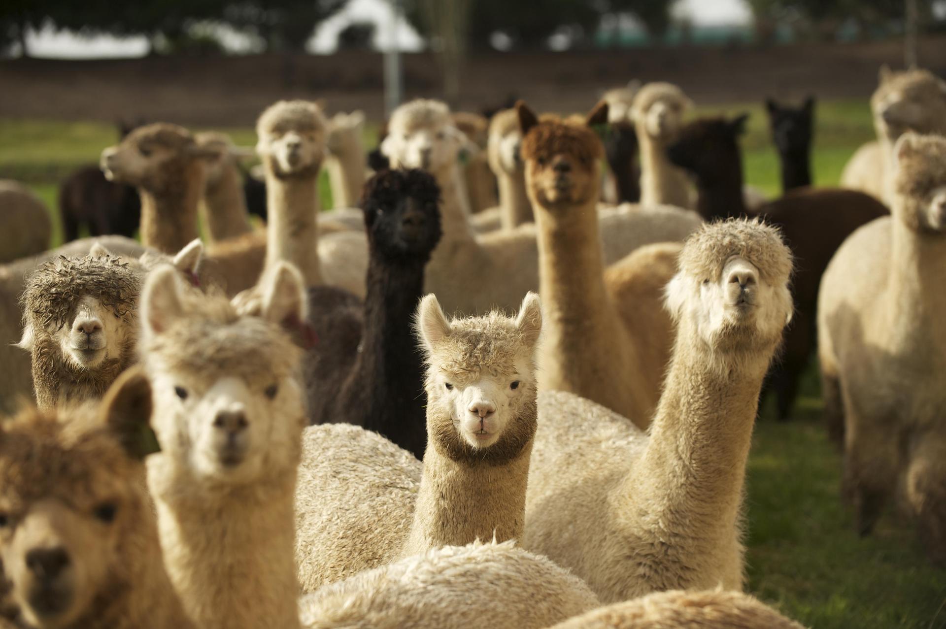 Alpaca Wallpapers