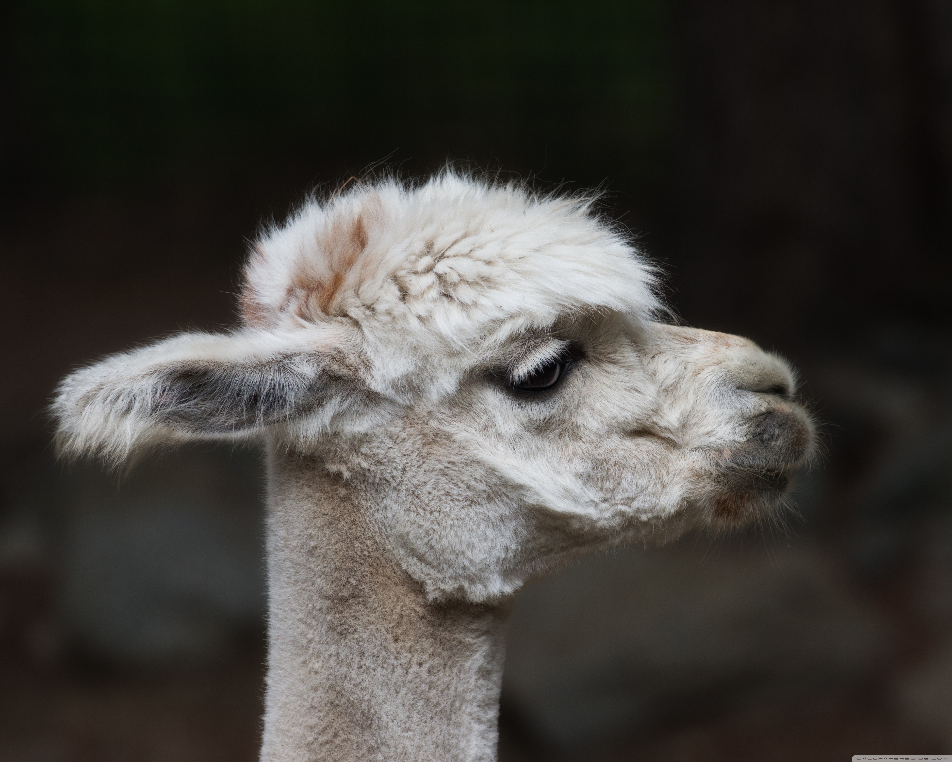 Alpaca Wallpapers