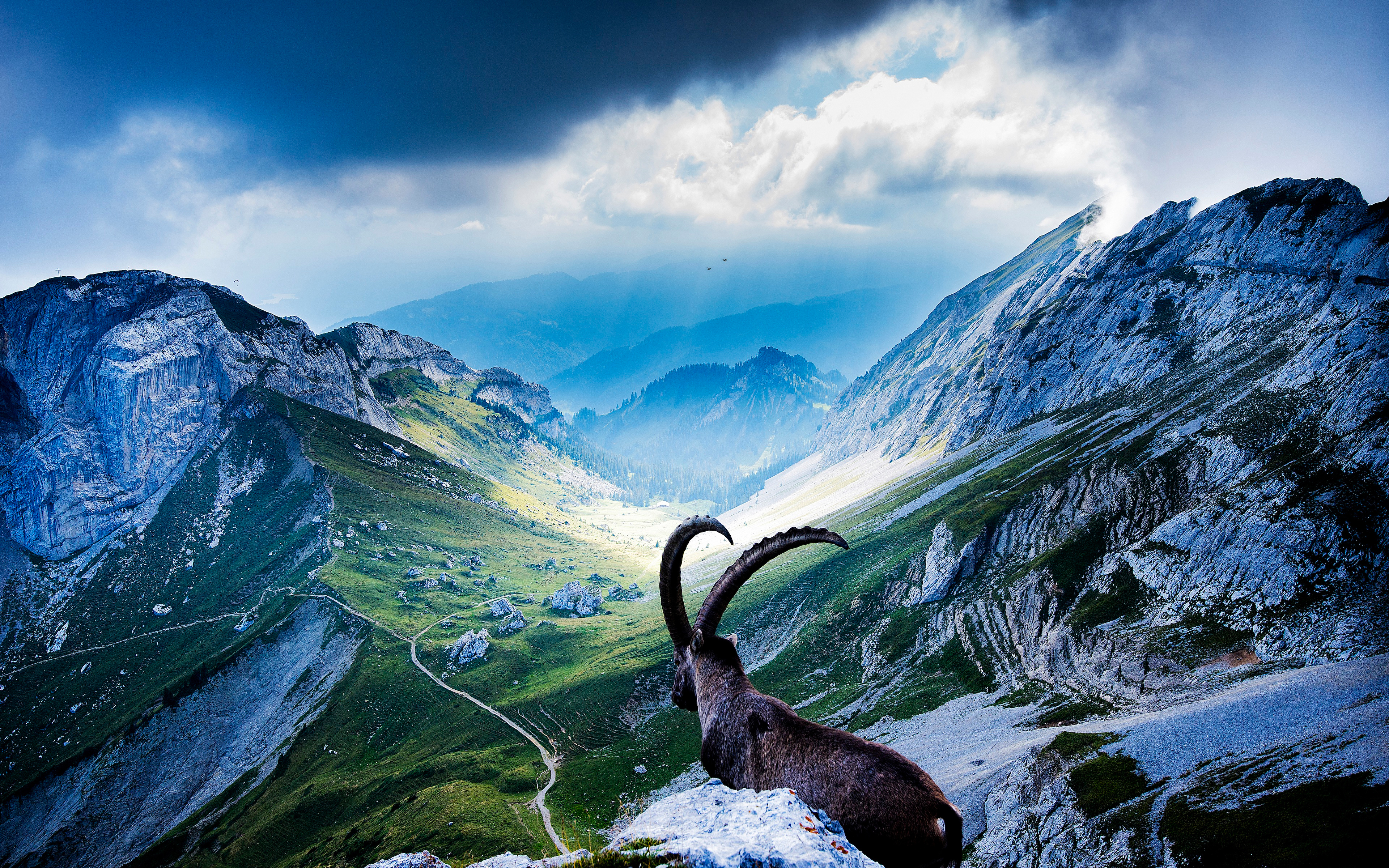 Alpine Ibex Wallpapers