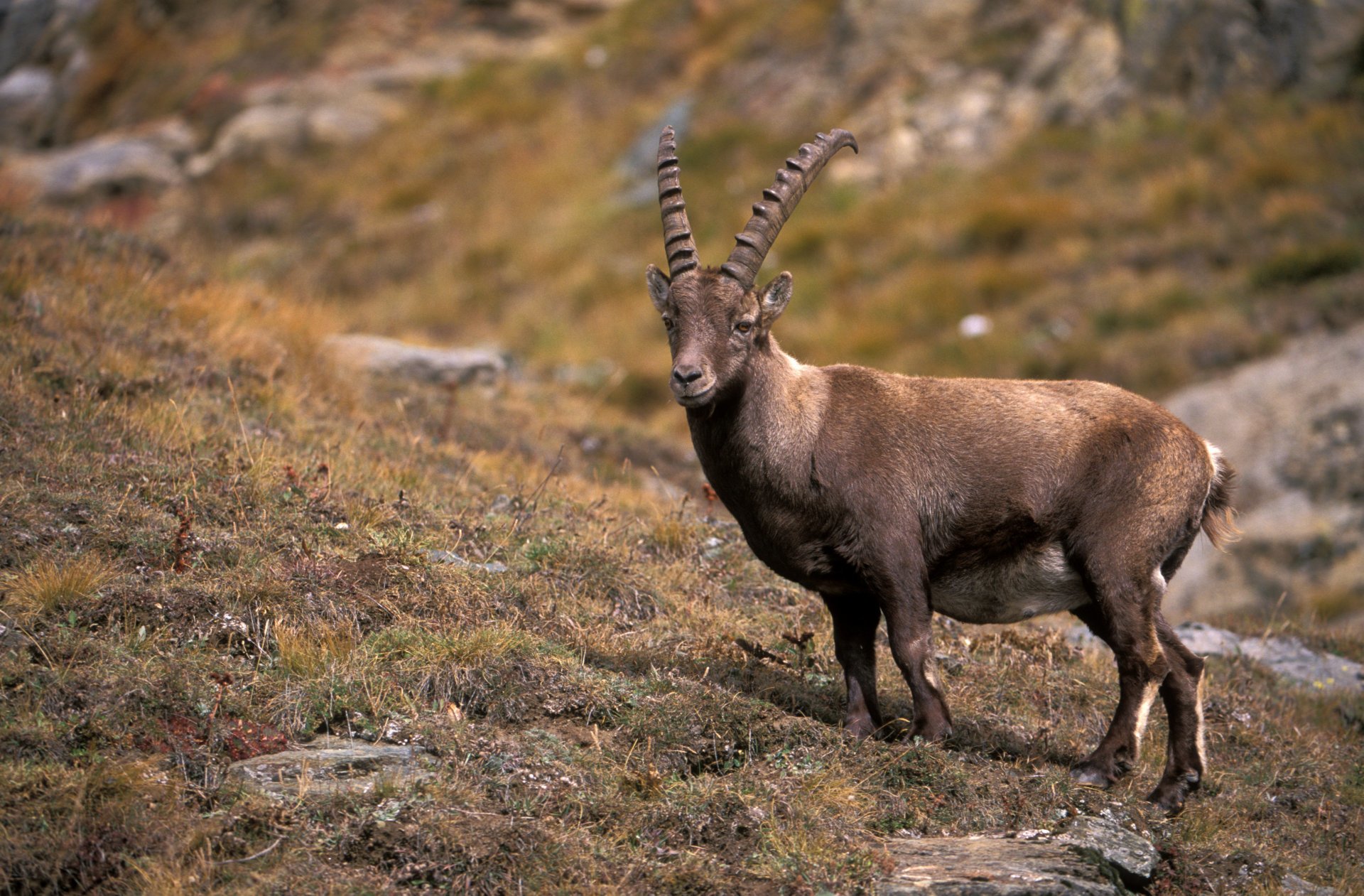 Alpine Ibex Wallpapers