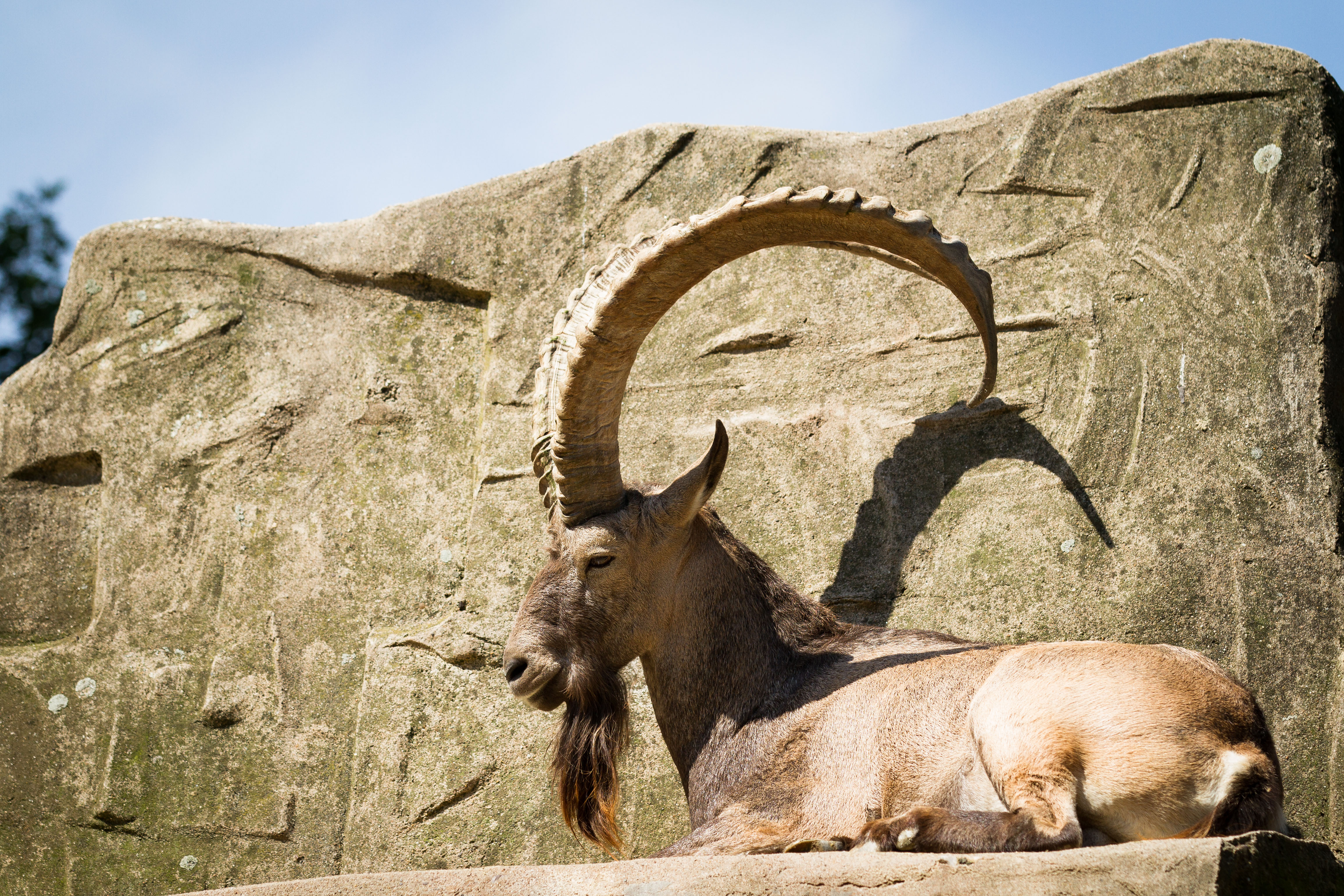 Alpine Ibex Wallpapers