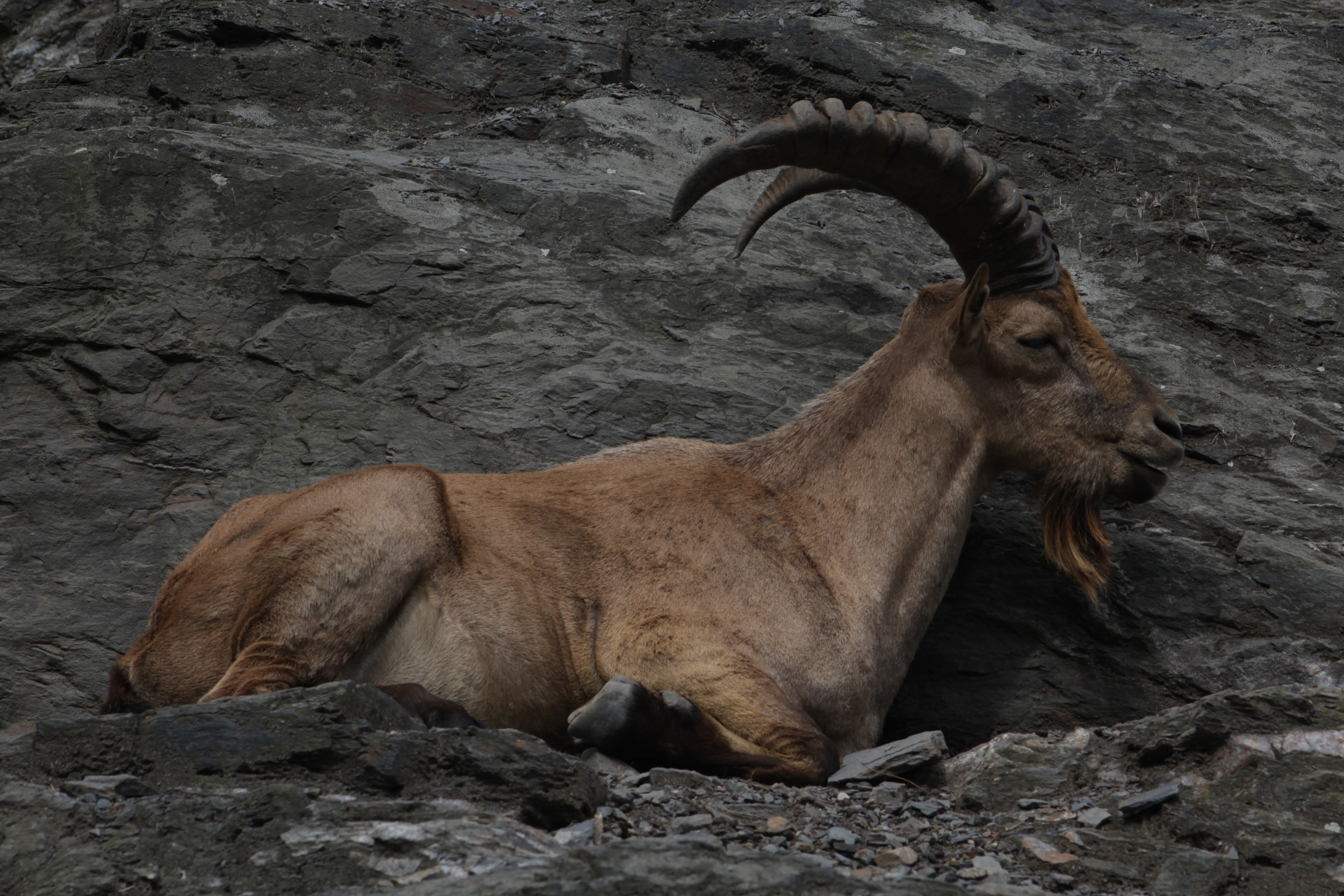 Alpine Ibex Wallpapers