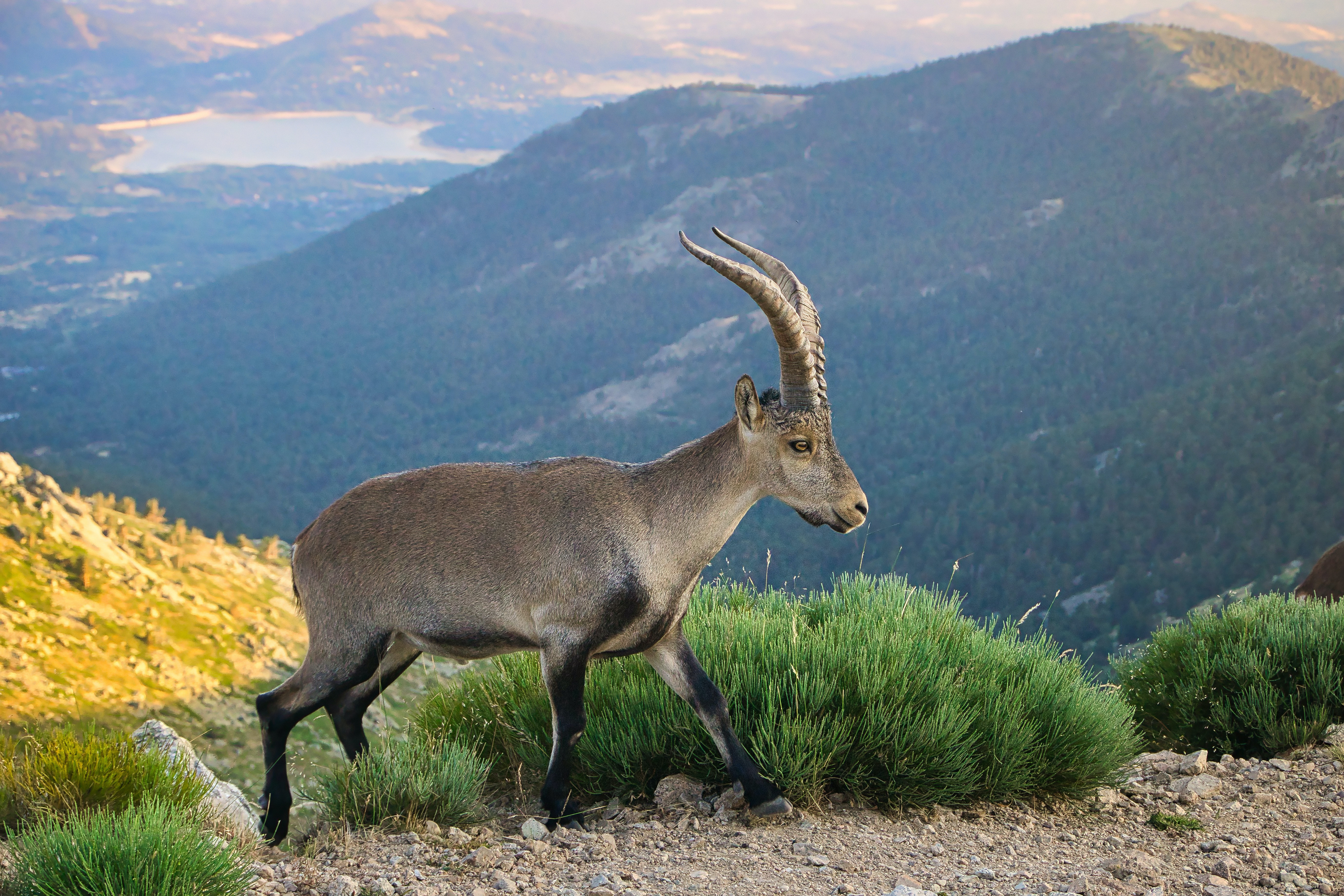 Alpine Ibex Wallpapers