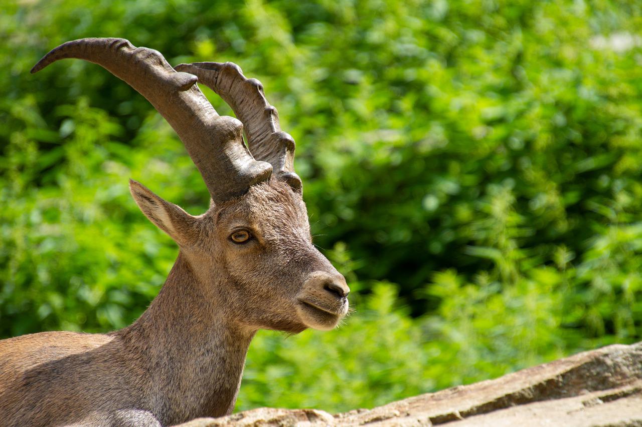 Alpine Ibex Wallpapers