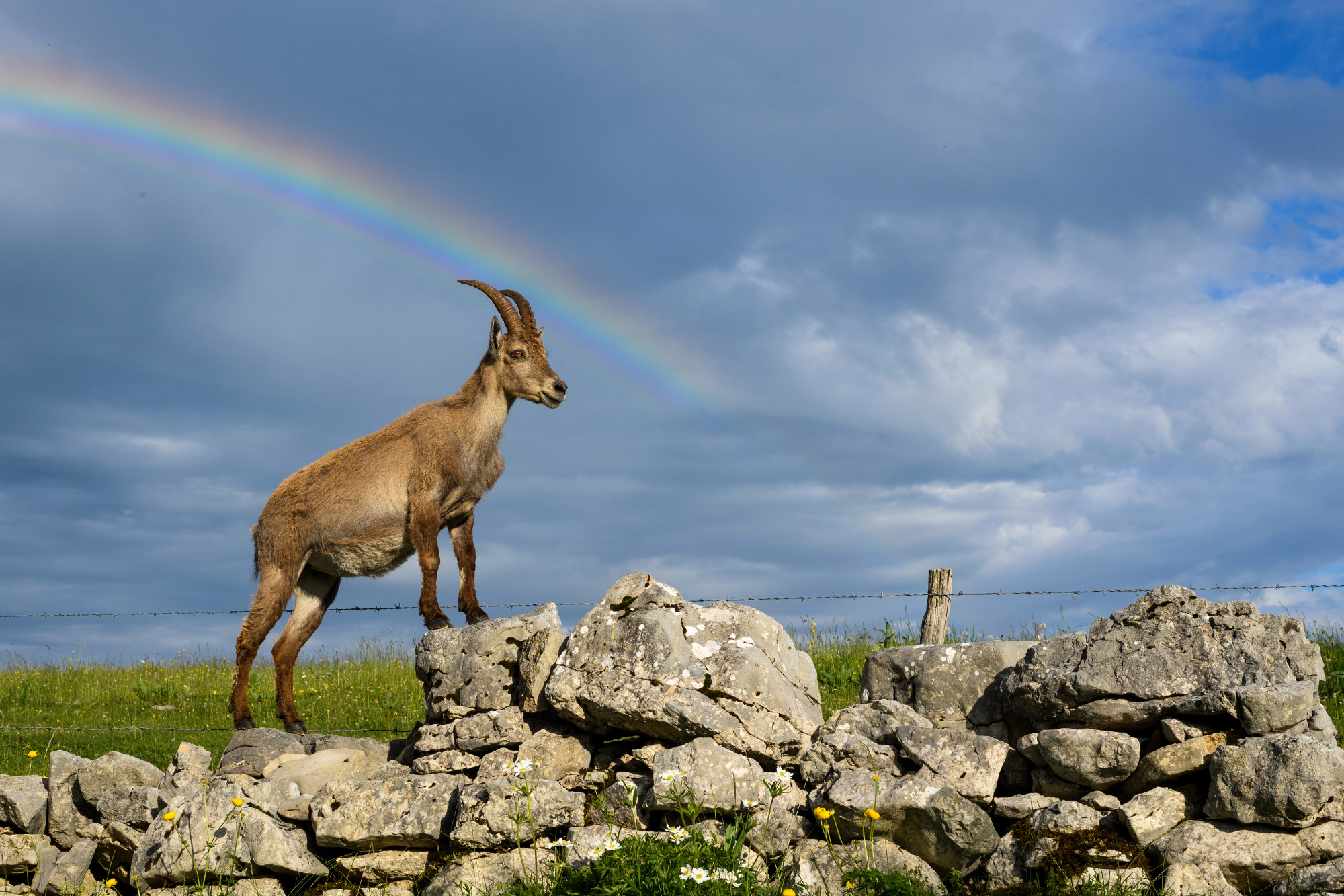 Alpine Ibex Wallpapers