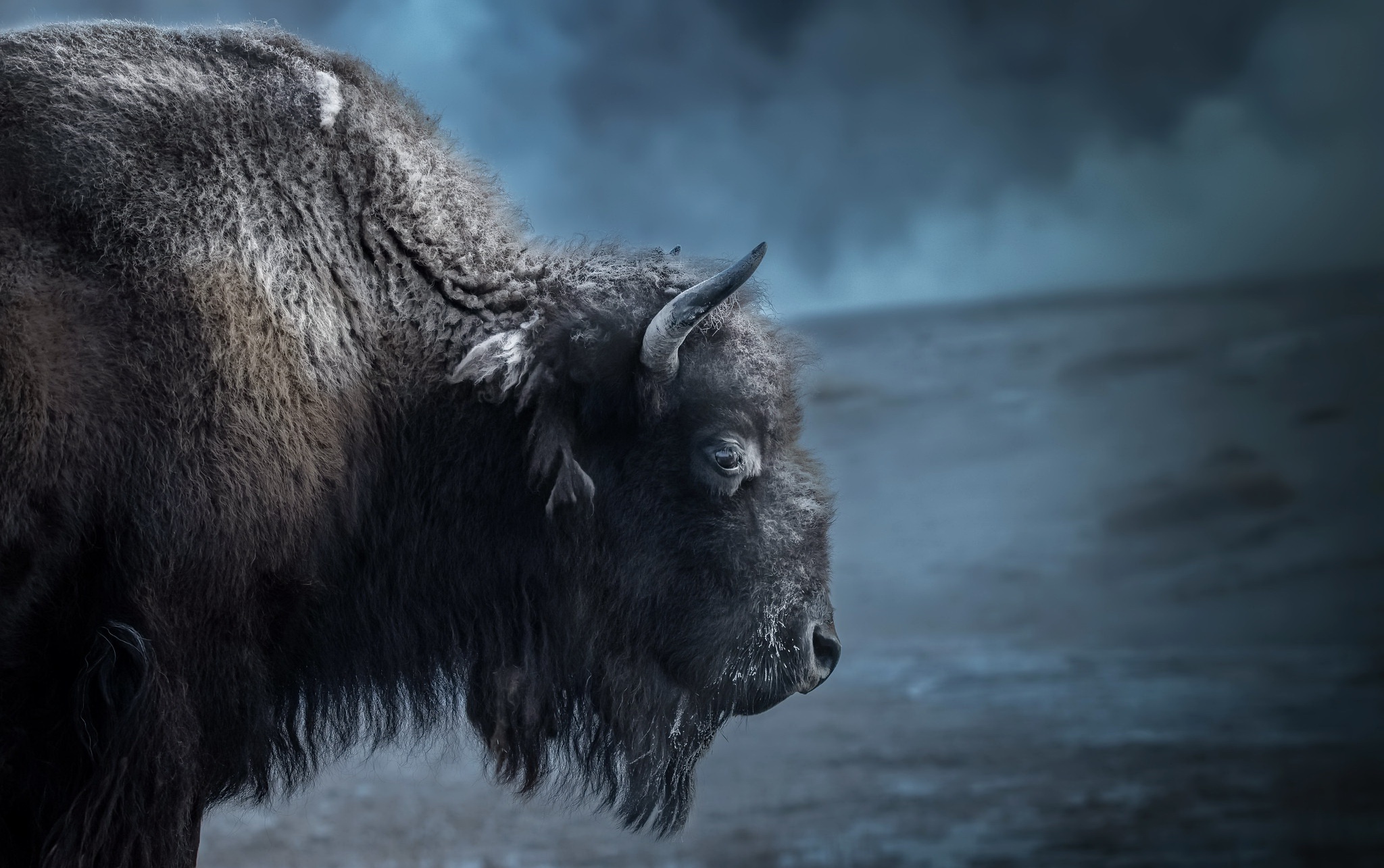 American Bison Wallpapers