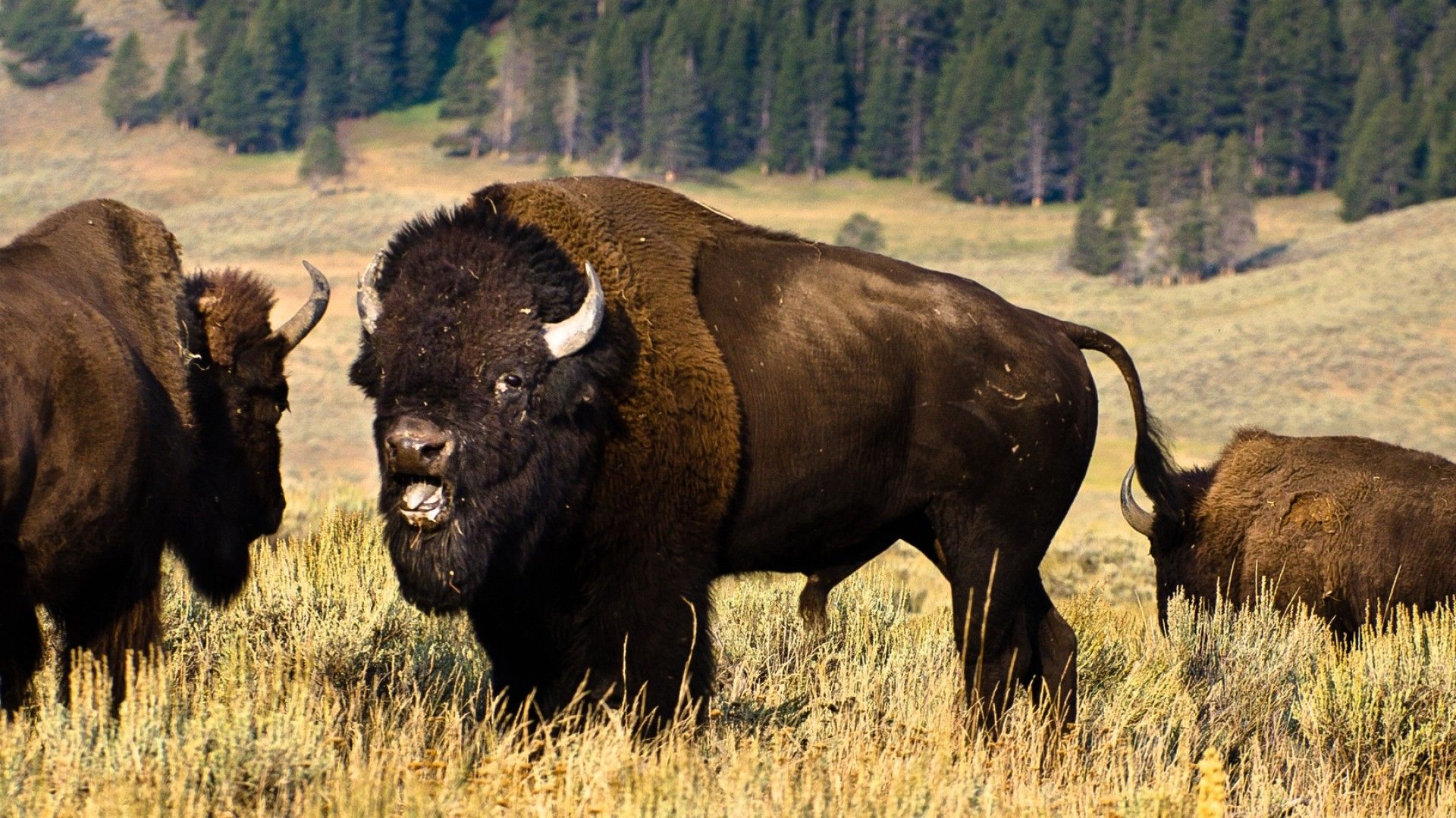 American Bison Wallpapers