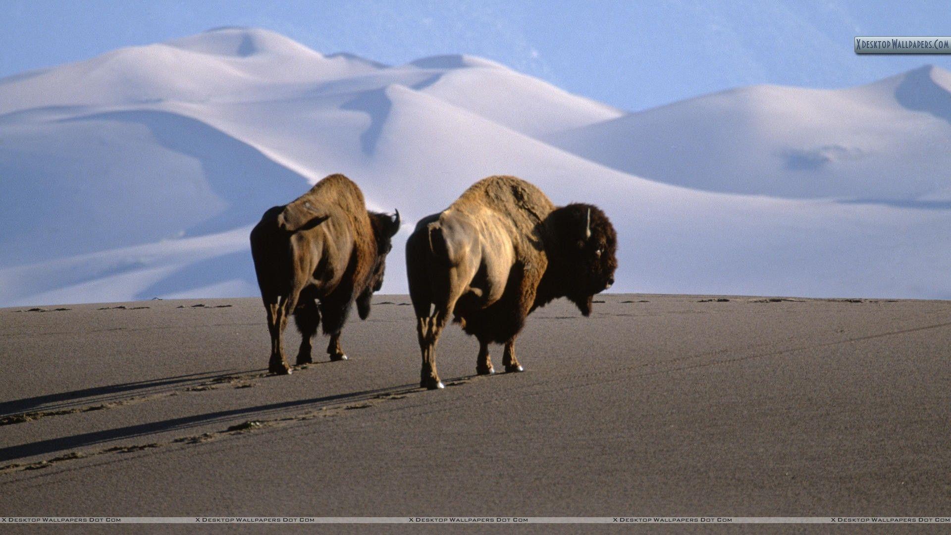 American Bison Wallpapers