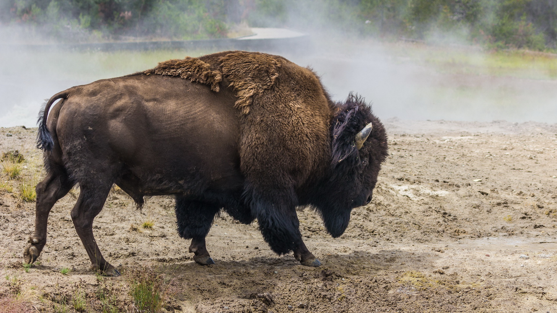 American Bison Wallpapers