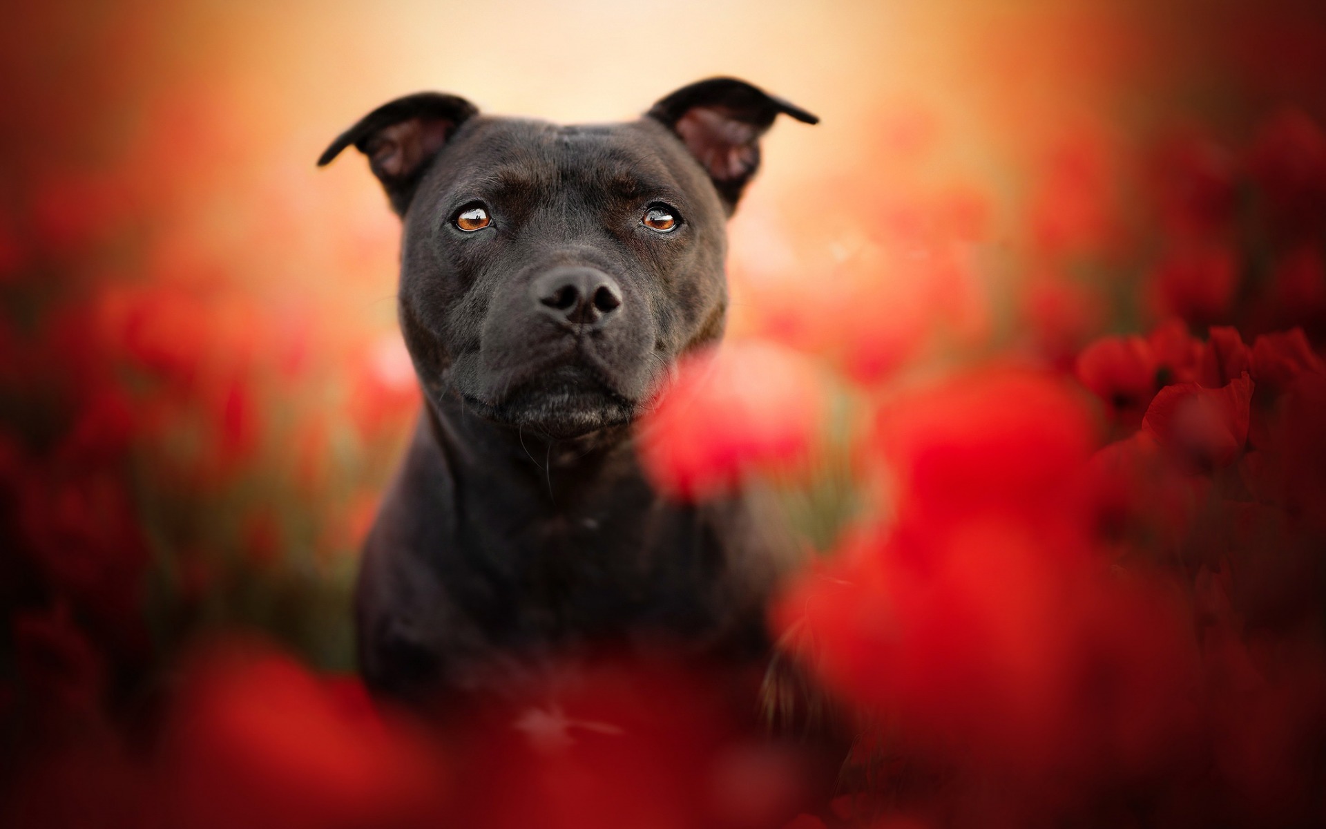 American Pit Bull Terrier Wallpapers