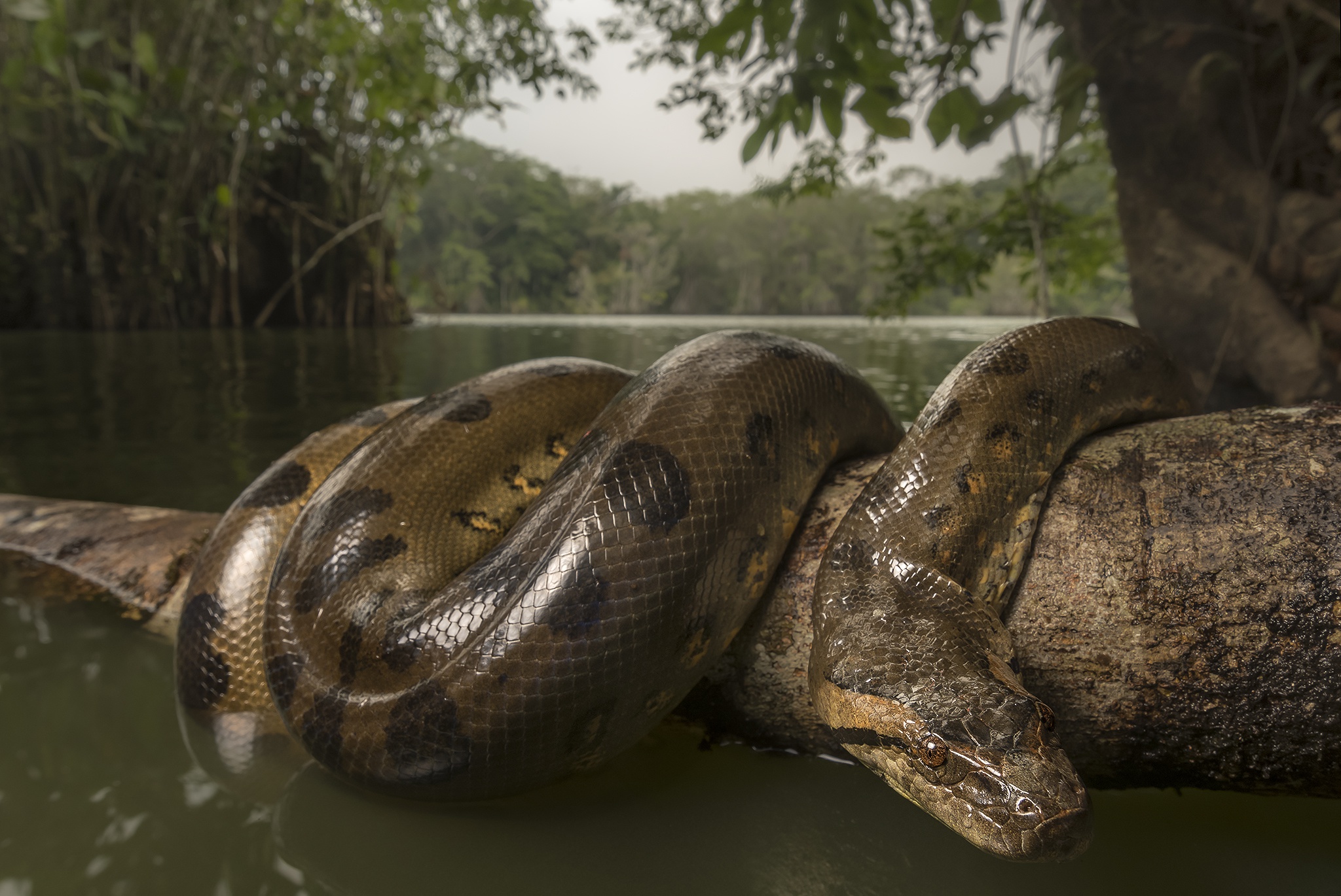 Anaconda Wallpapers