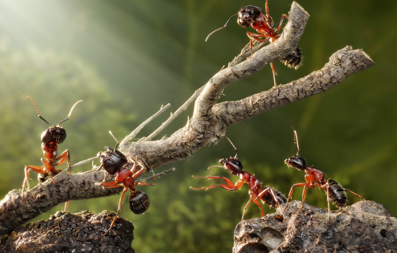 Ant Wallpapers