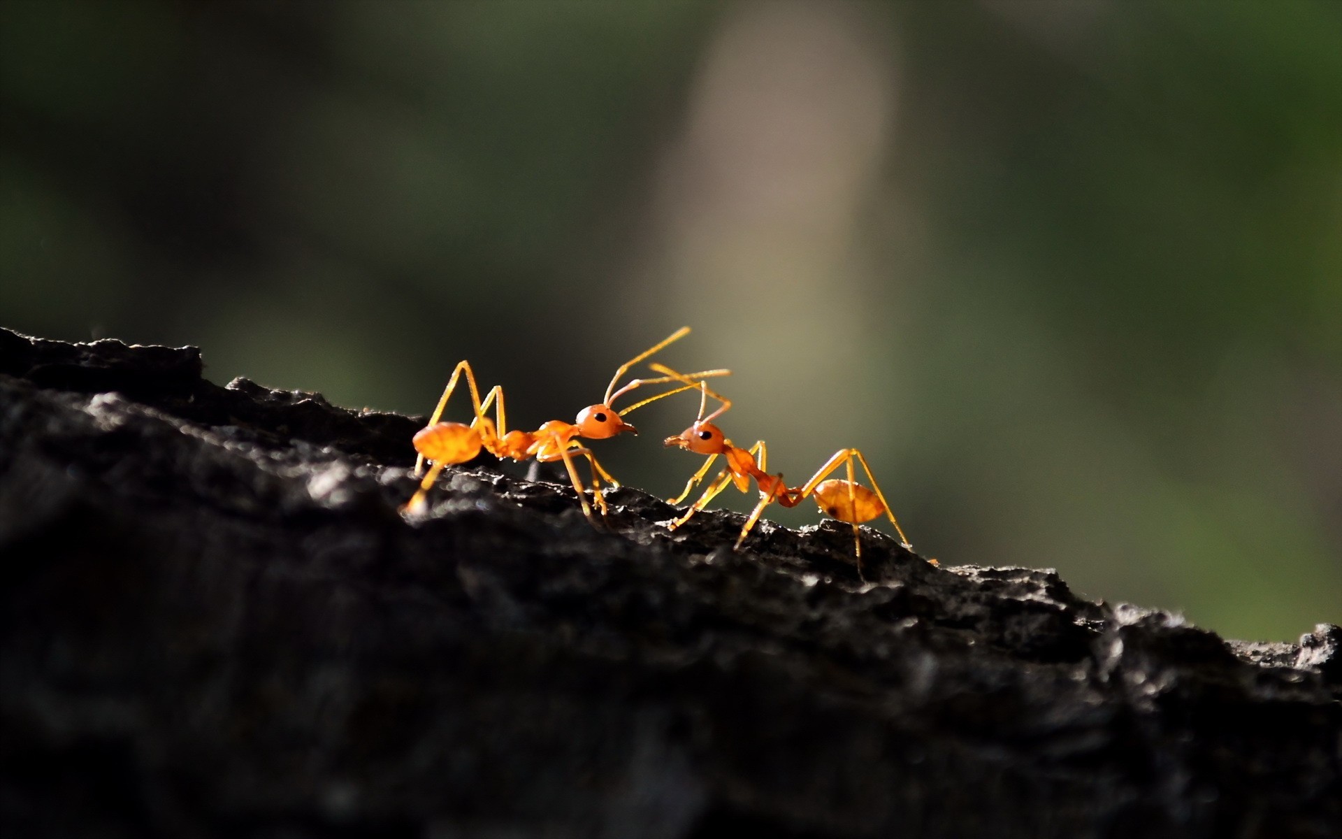 Ant Wallpapers