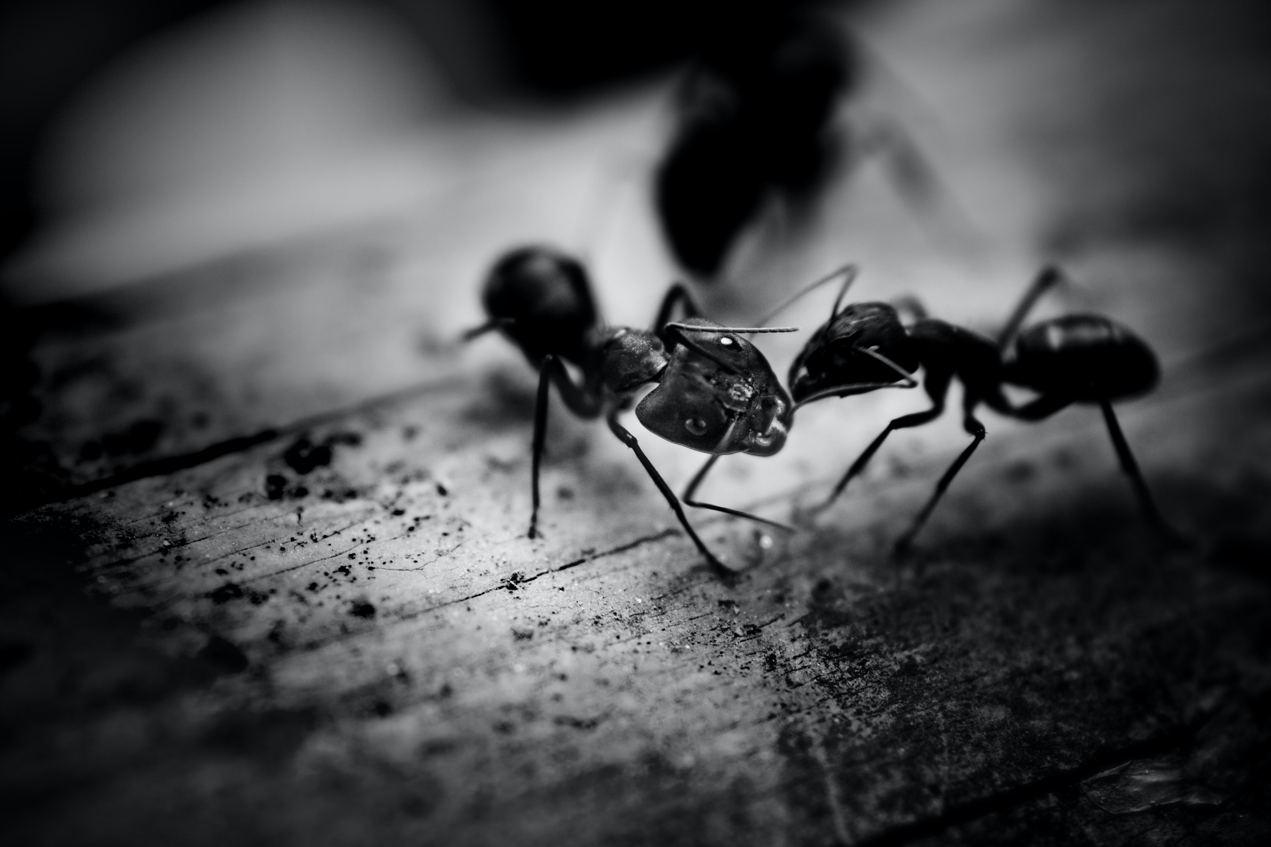 Ant Wallpapers