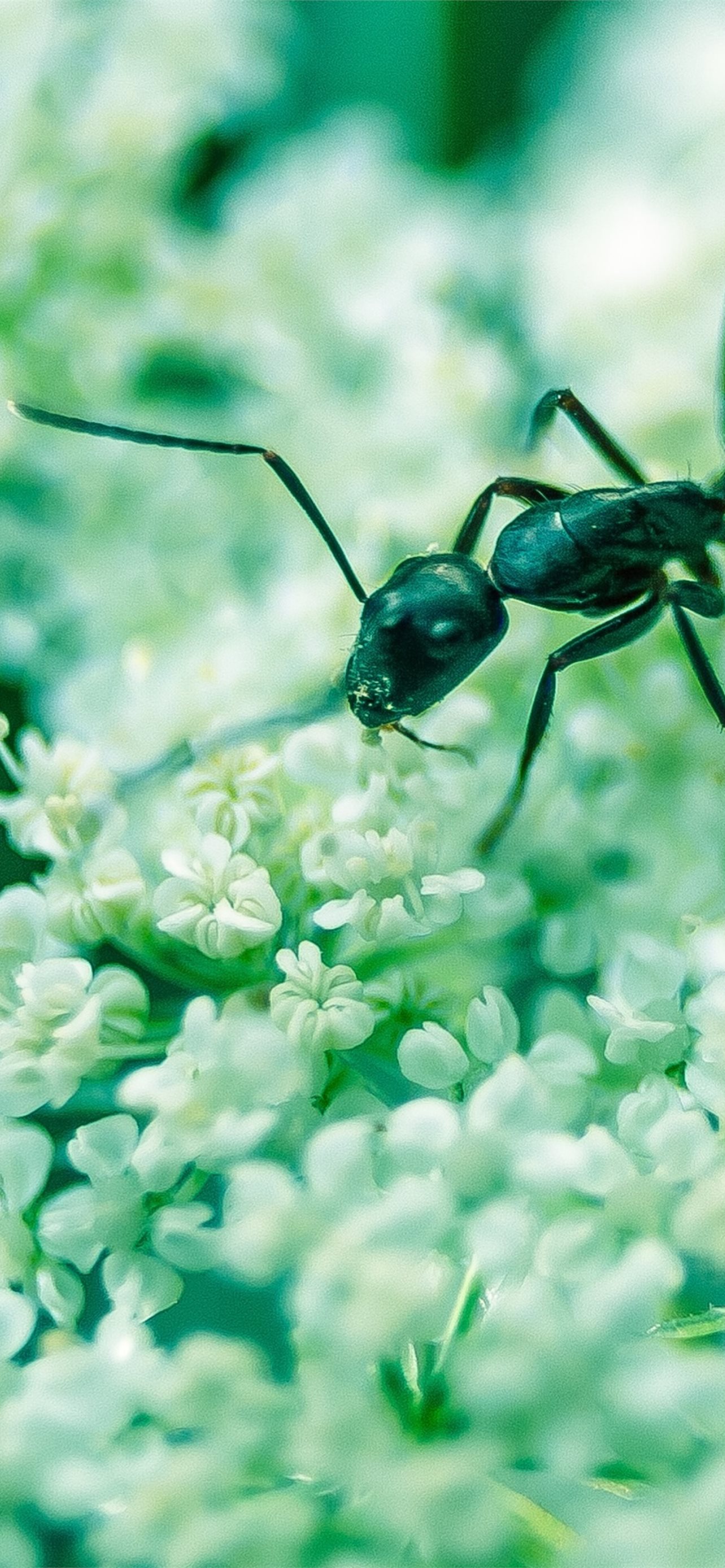 Ant Wallpapers