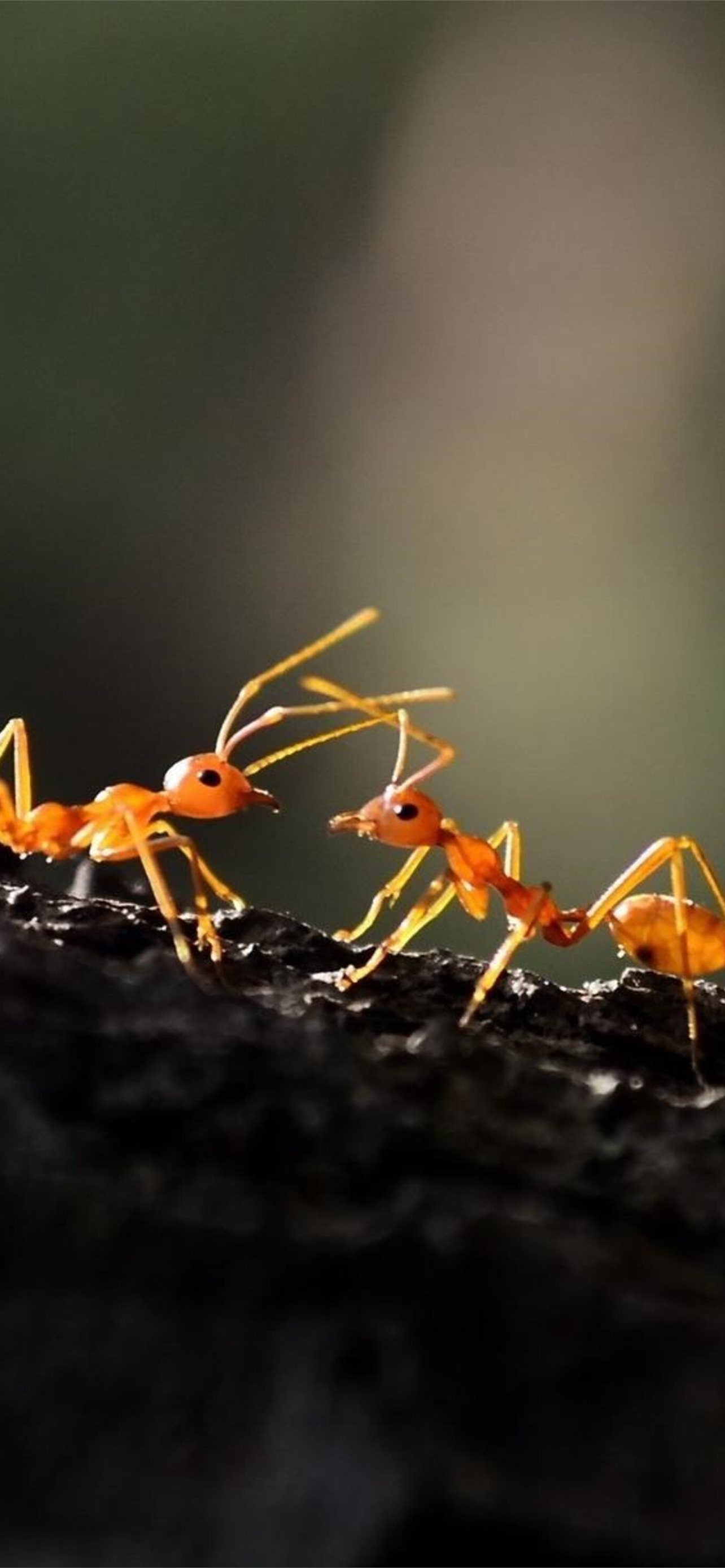 Ant Wallpapers