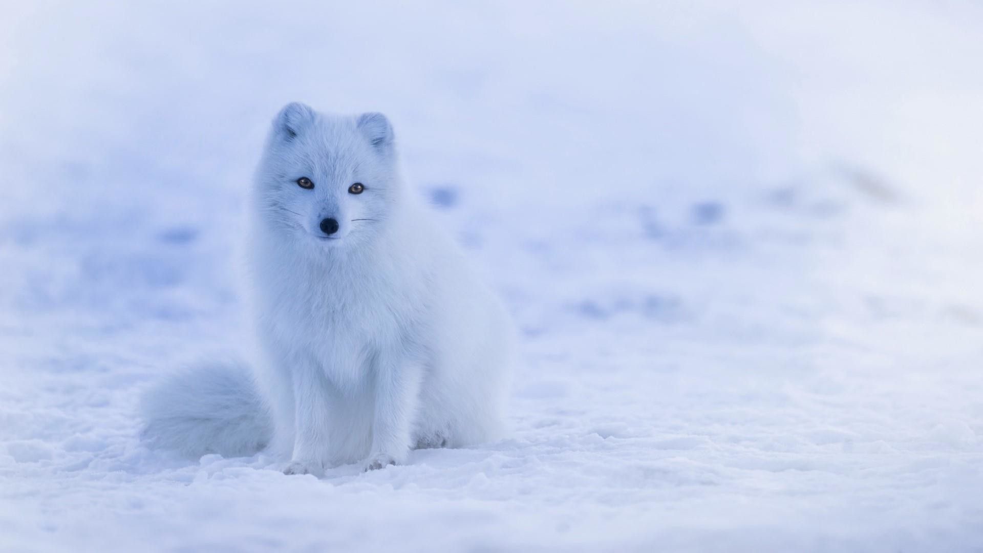 Arctic Fox Wallpapers