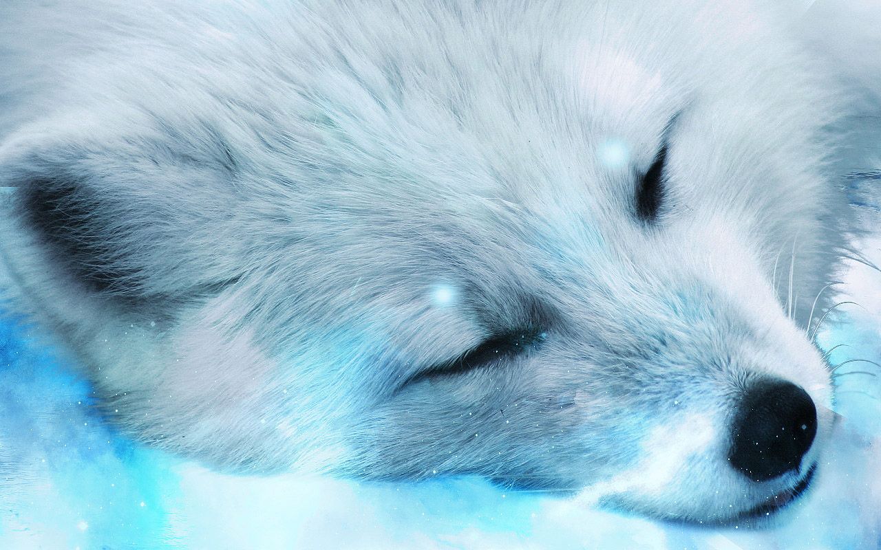 Arctic Fox Wallpapers