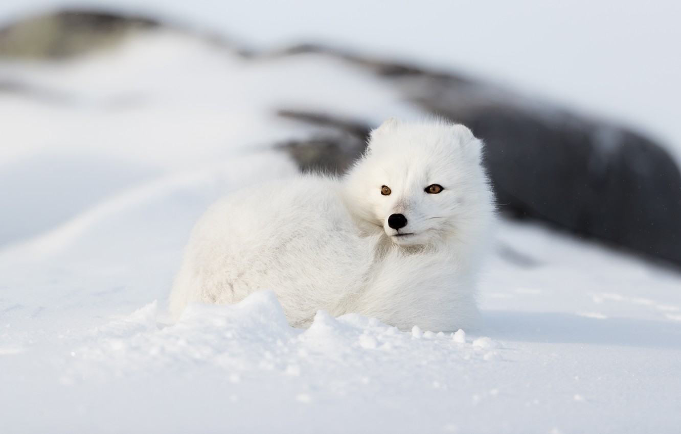 Arctic Fox Wallpapers