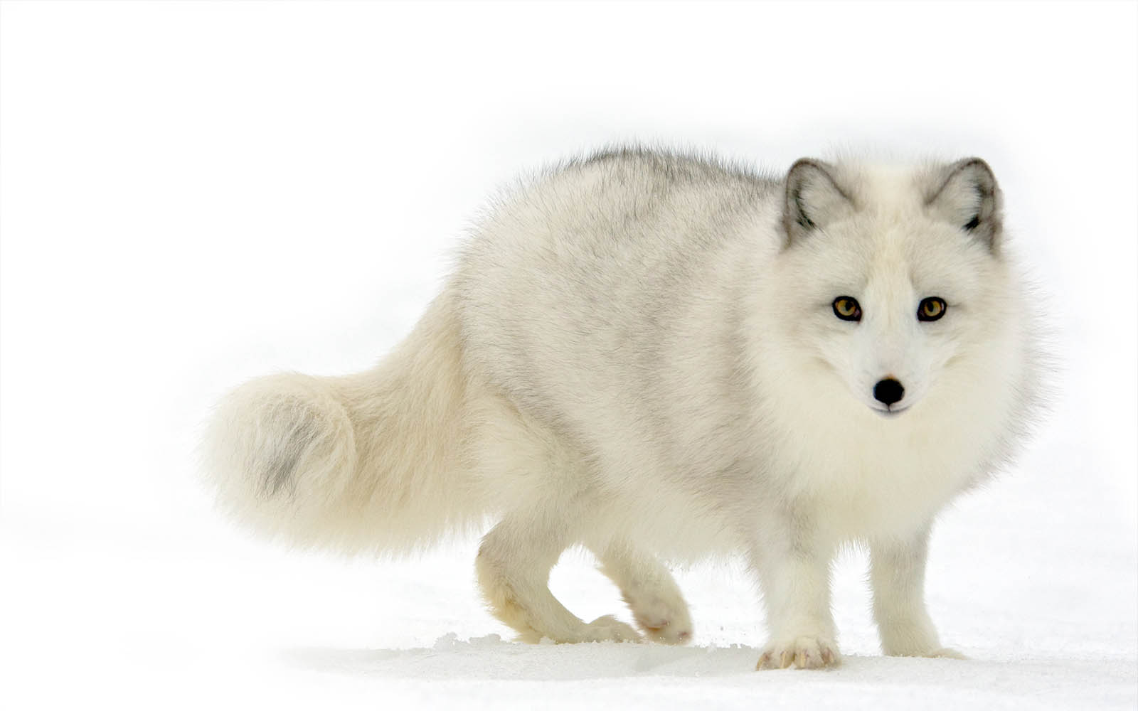 Arctic Fox Wallpapers