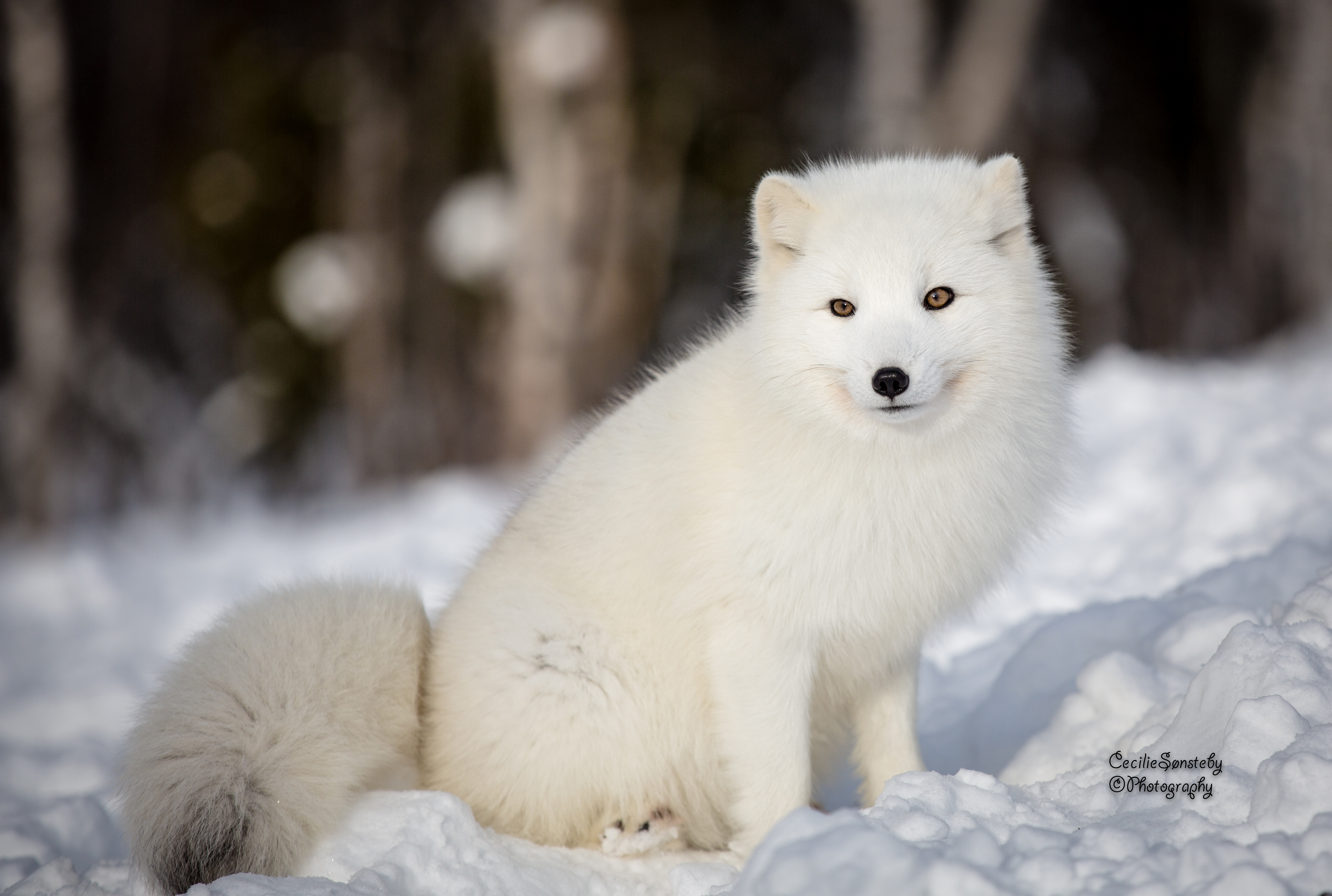 Arctic Fox Wallpapers