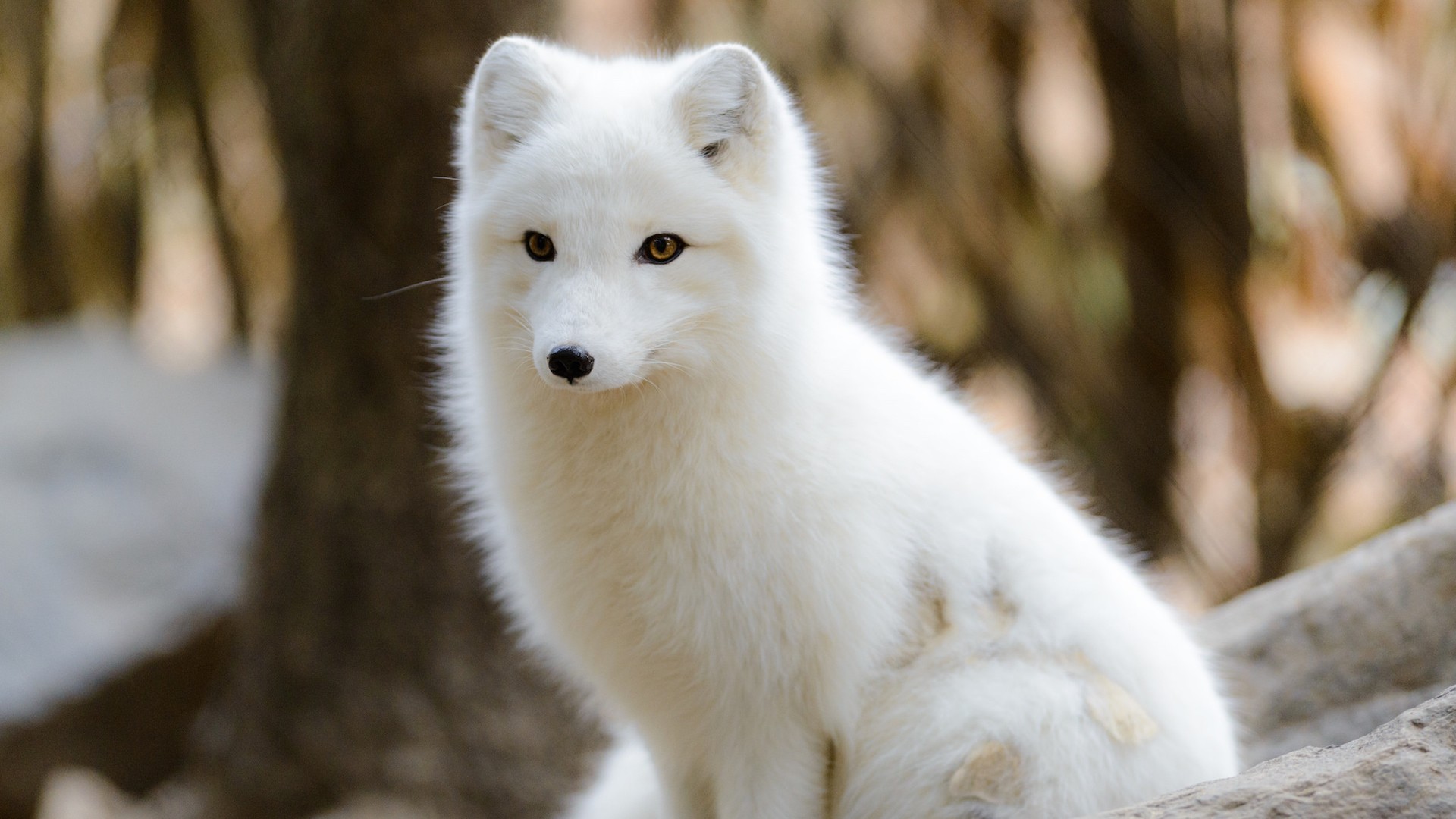 Arctic Fox Wallpapers