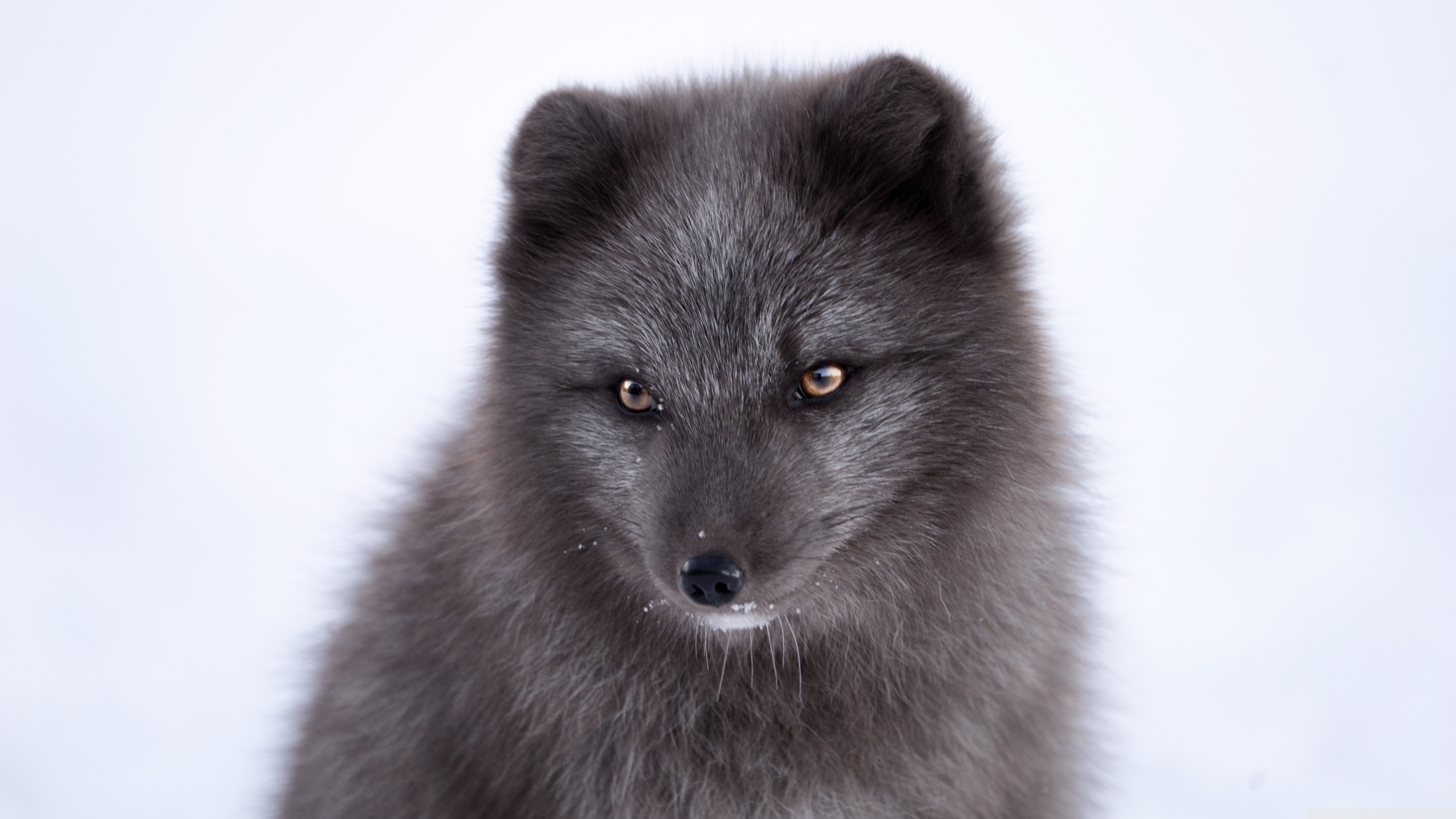 Arctic Fox Wallpapers