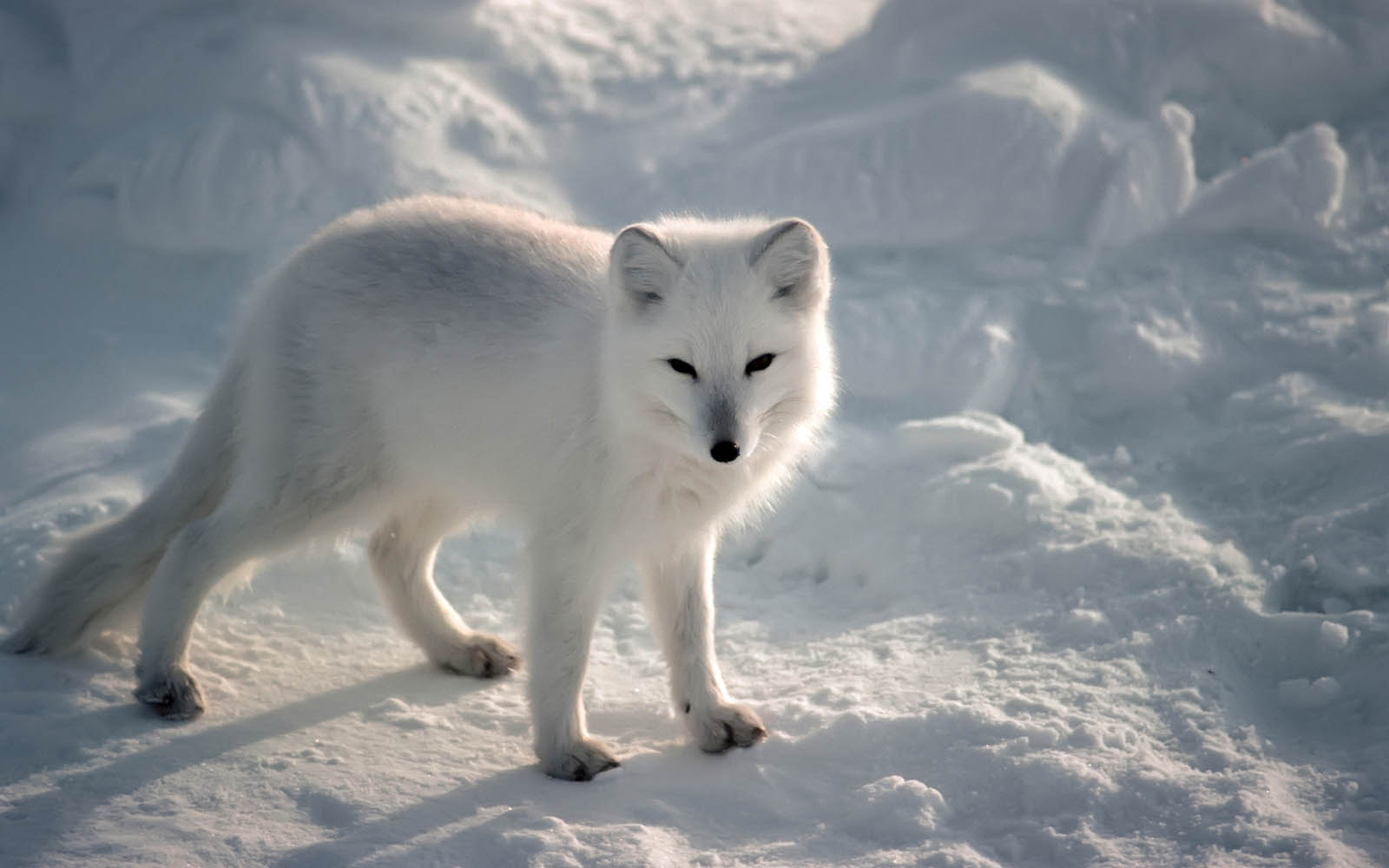 Arctic Fox Wallpapers