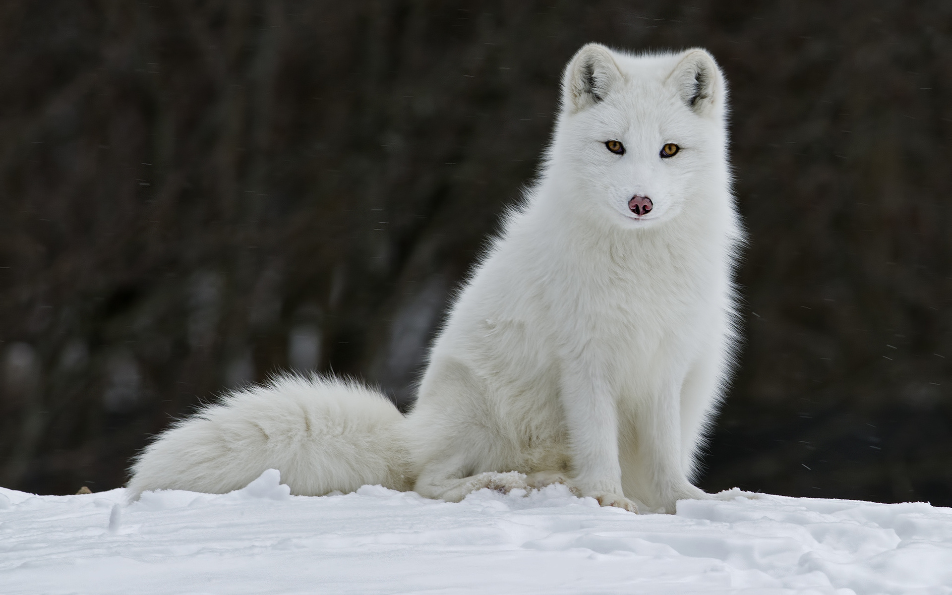 Arctic Fox Wallpapers