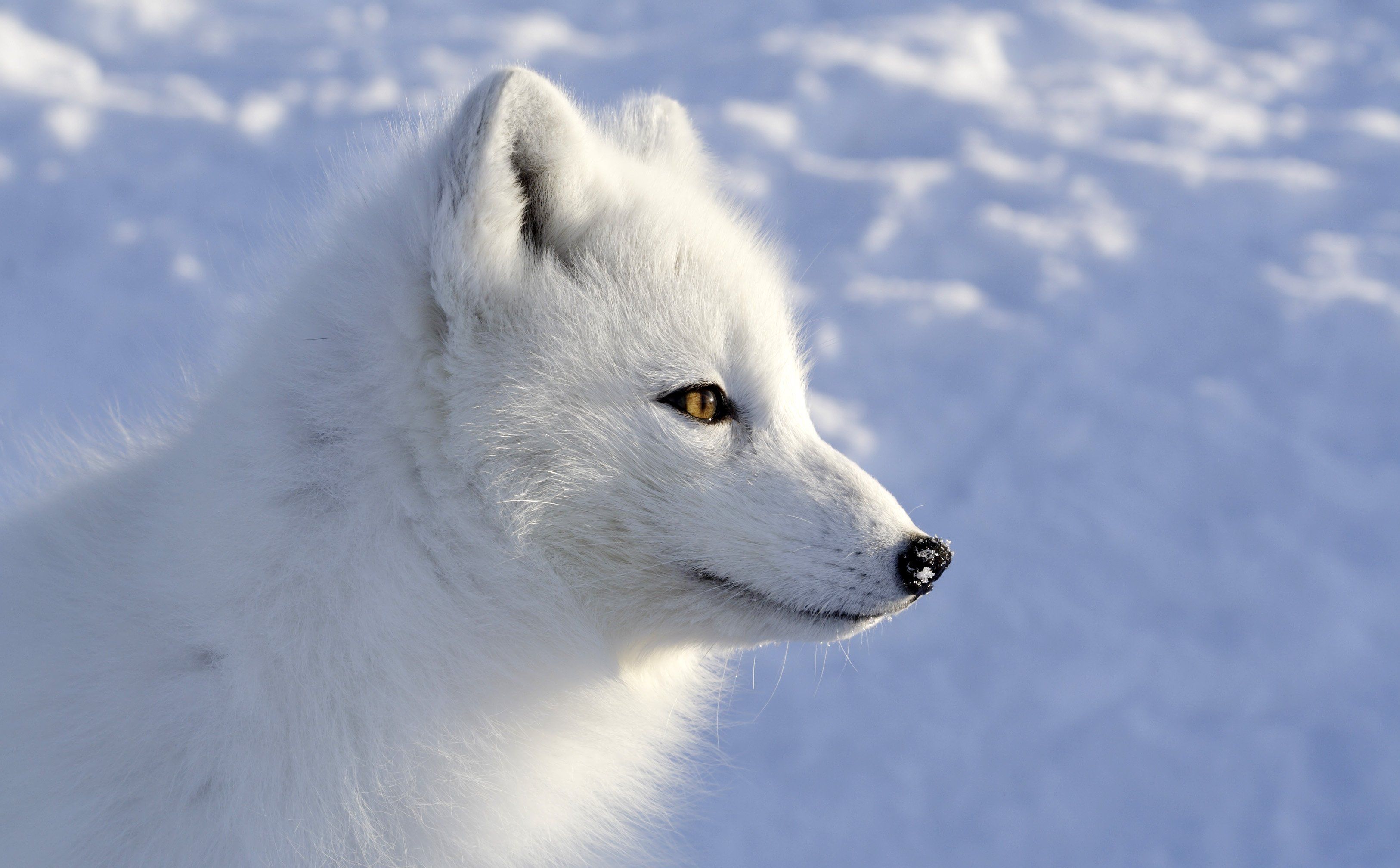 Arctic Fox Wallpapers