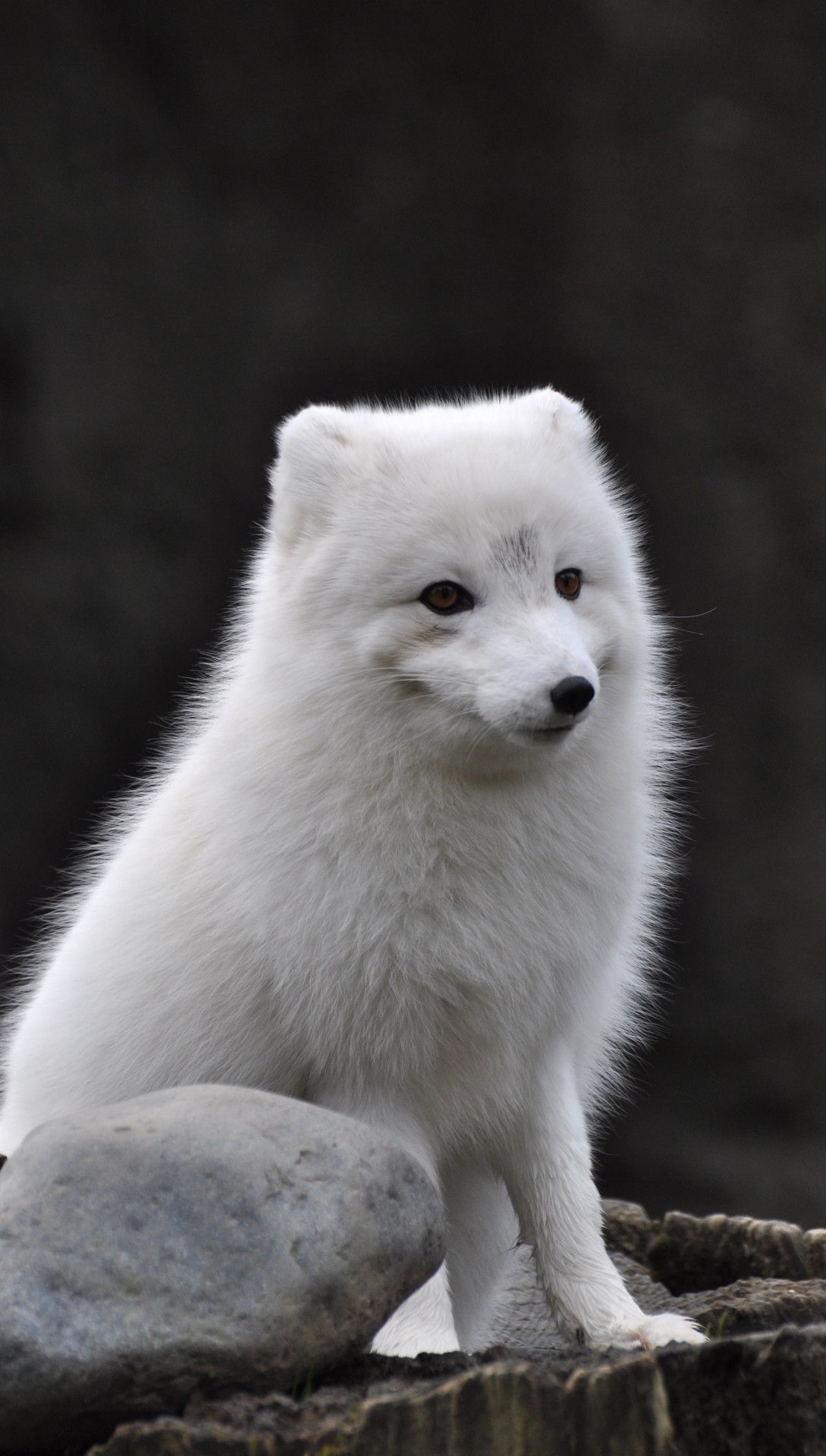 Arctic Fox Wallpapers