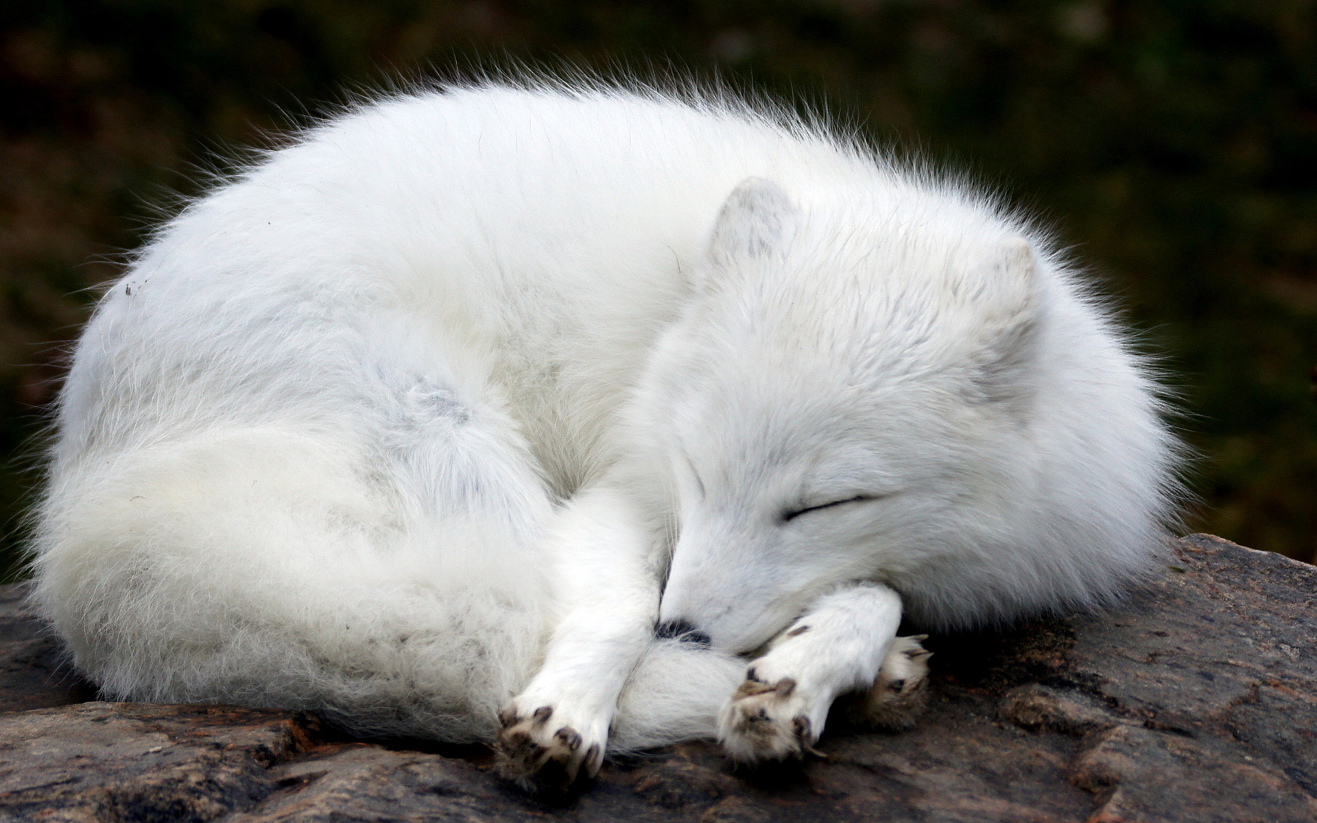 Arctic Fox Wallpapers