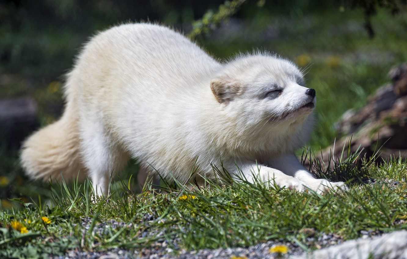 Arctic Fox Wallpapers