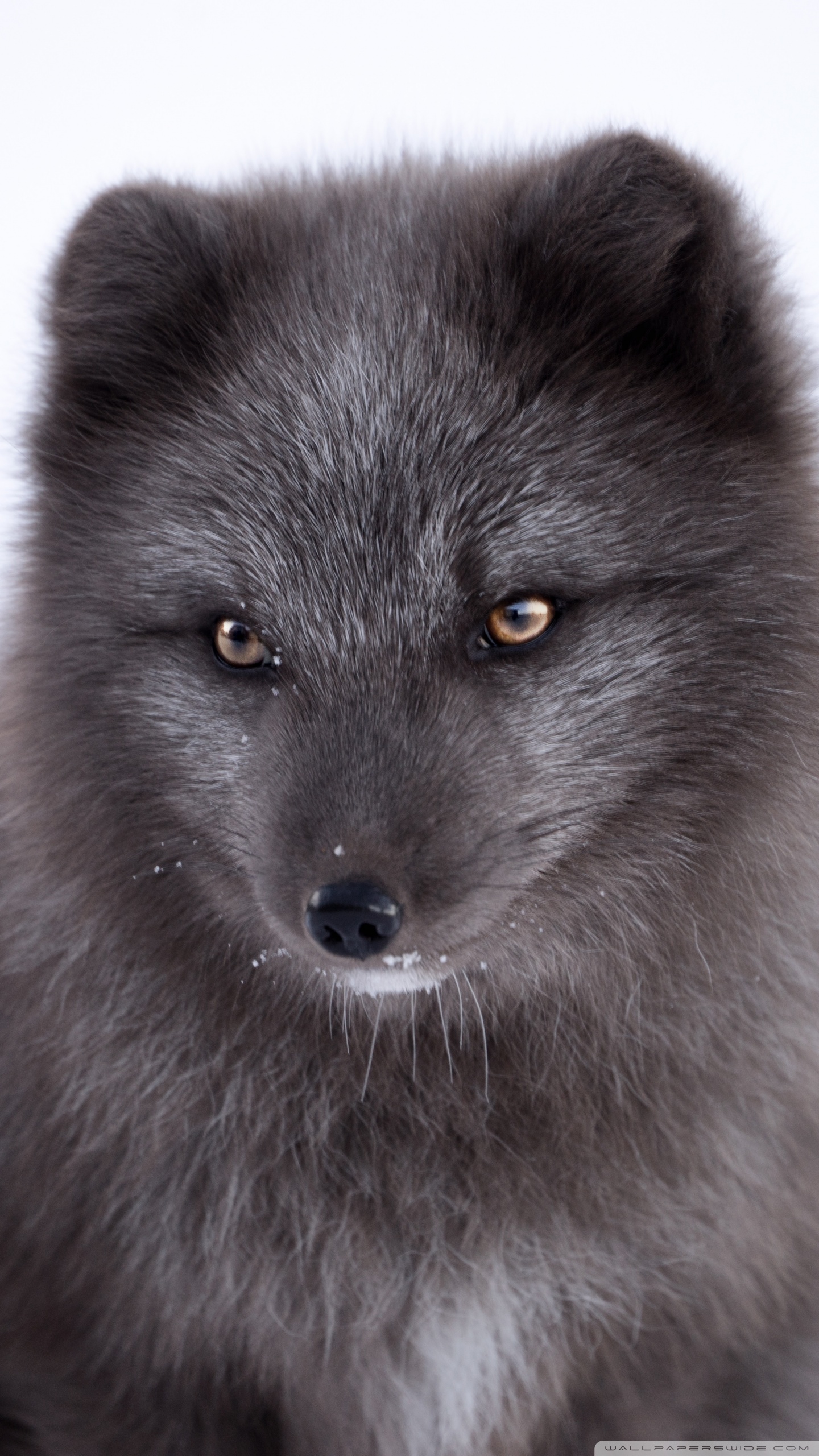 Arctic Fox Wallpapers