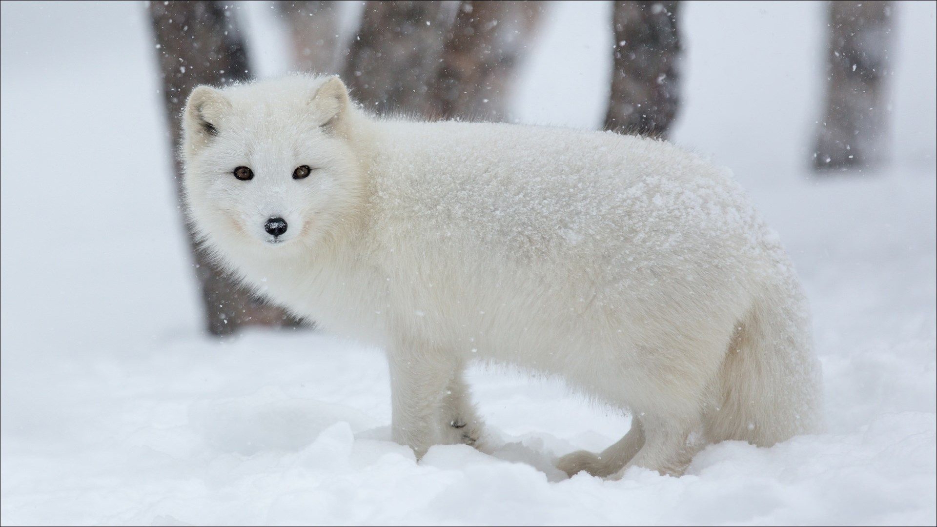 Arctic Fox Wallpapers